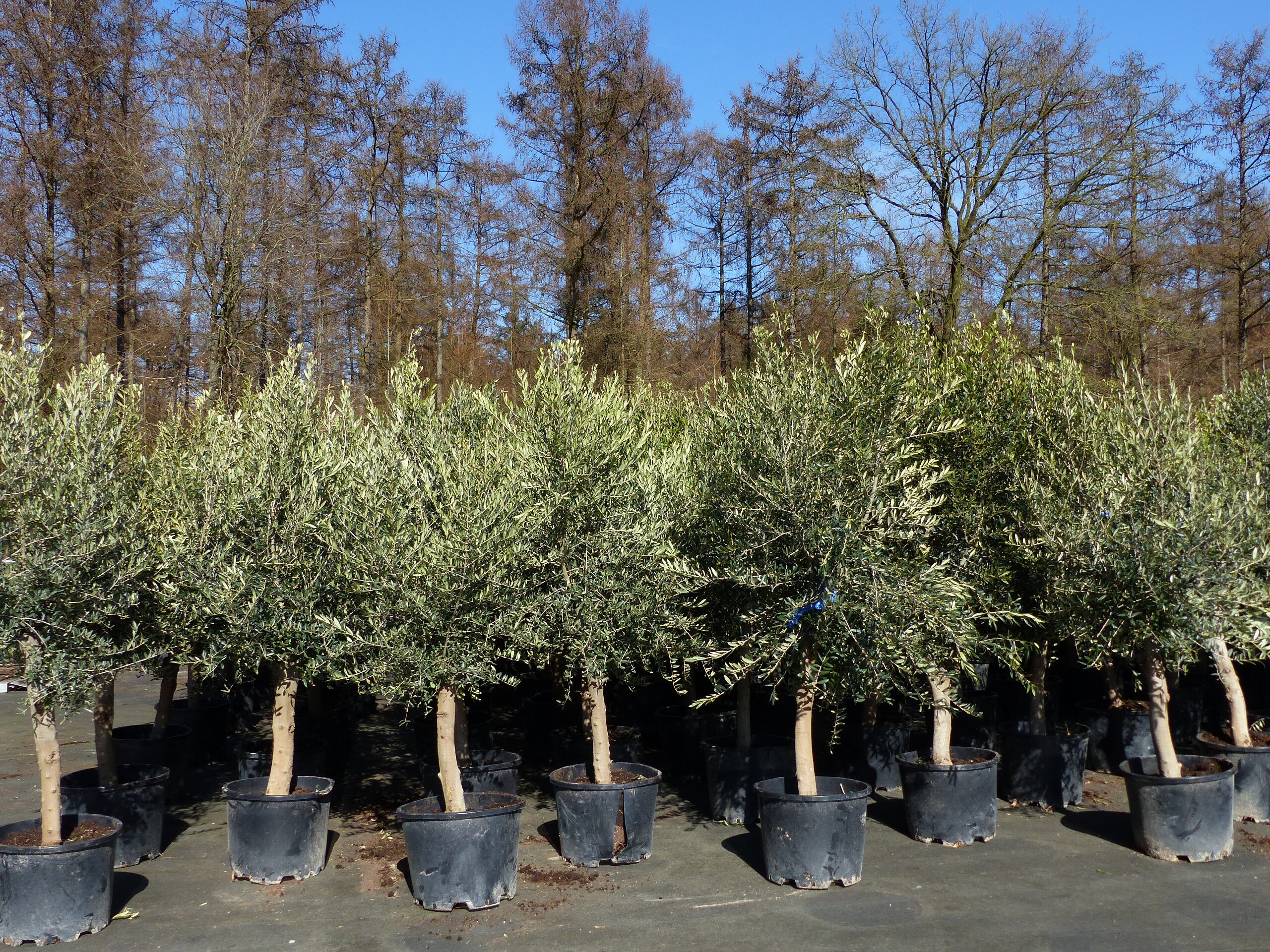 6x Olivenbaum Olive "20 Jahre" 180 - 220 cm, beste Qualit&auml;t, Stammumfang 20 - 30 cm, winterhart, Olea Europaea 