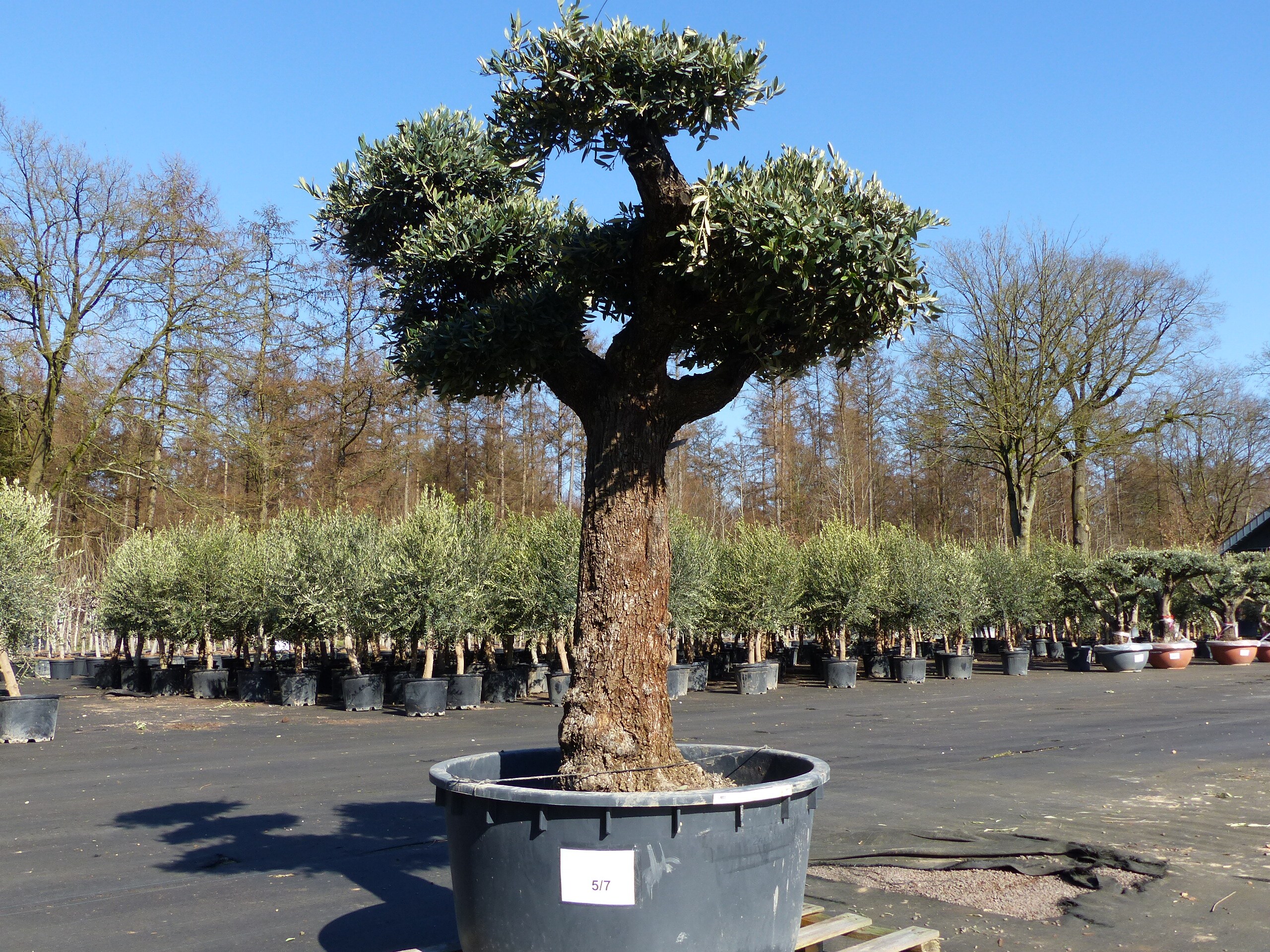 Olivenbaum Pon Pon 215 cm Bonsai Formgeh&ouml;lz, winterhart 