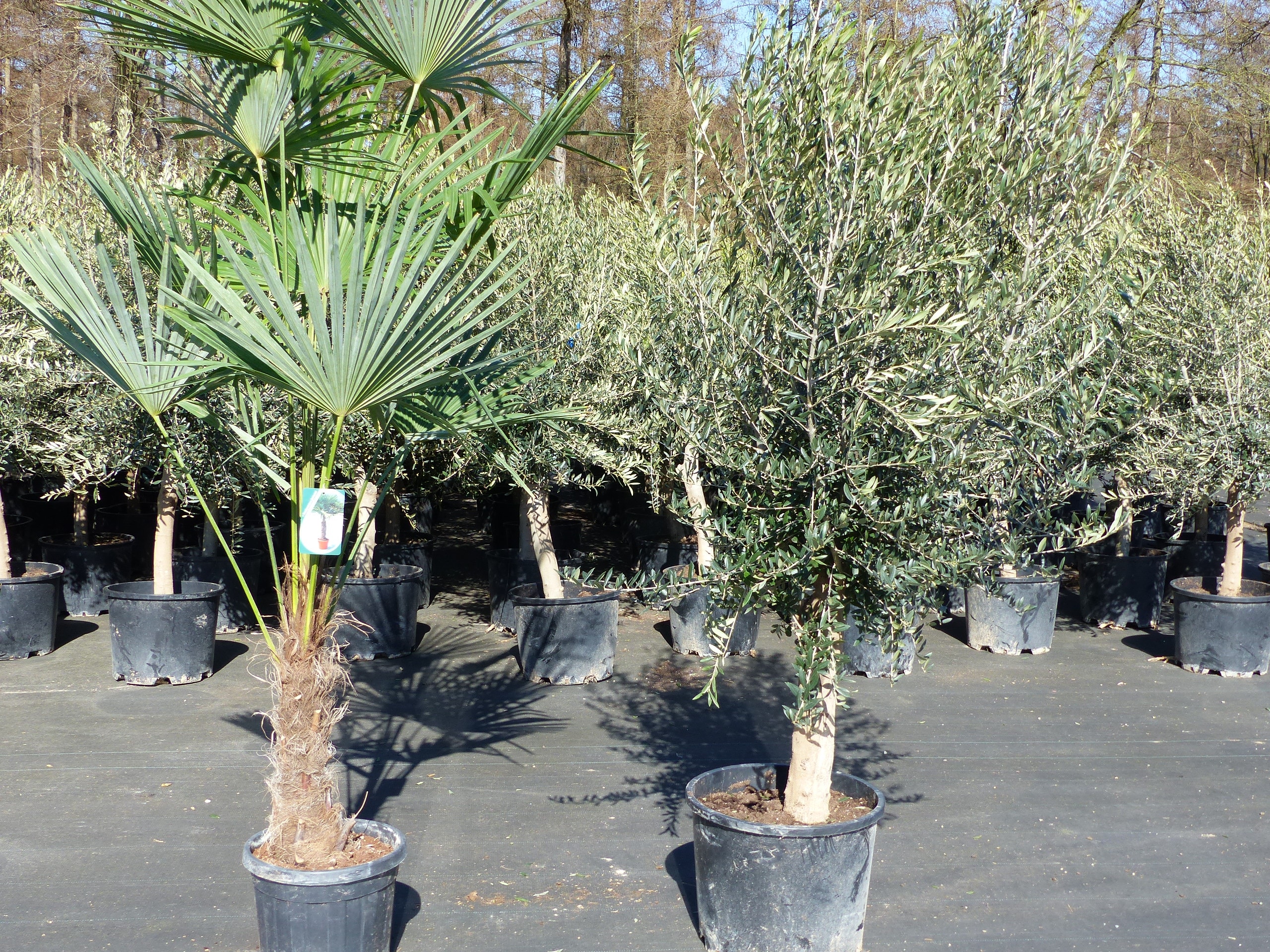 Olivenbaum 20J 180 - 220 cm St.20-30  + 20L Palme St.40 - 60 cm im Set, beste Qualit&auml;t, winterhart, Trachycarpus Olive 