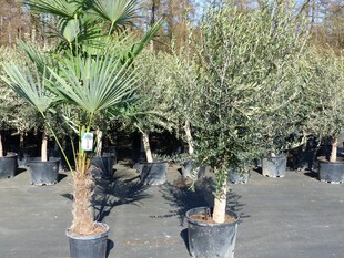 Olivenbaum 20J 180 - 220 cm St.20-30  + 20L Palme St.40 - 60 cm im Set, beste Qualität, winterhart, Trachycarpus Olive 