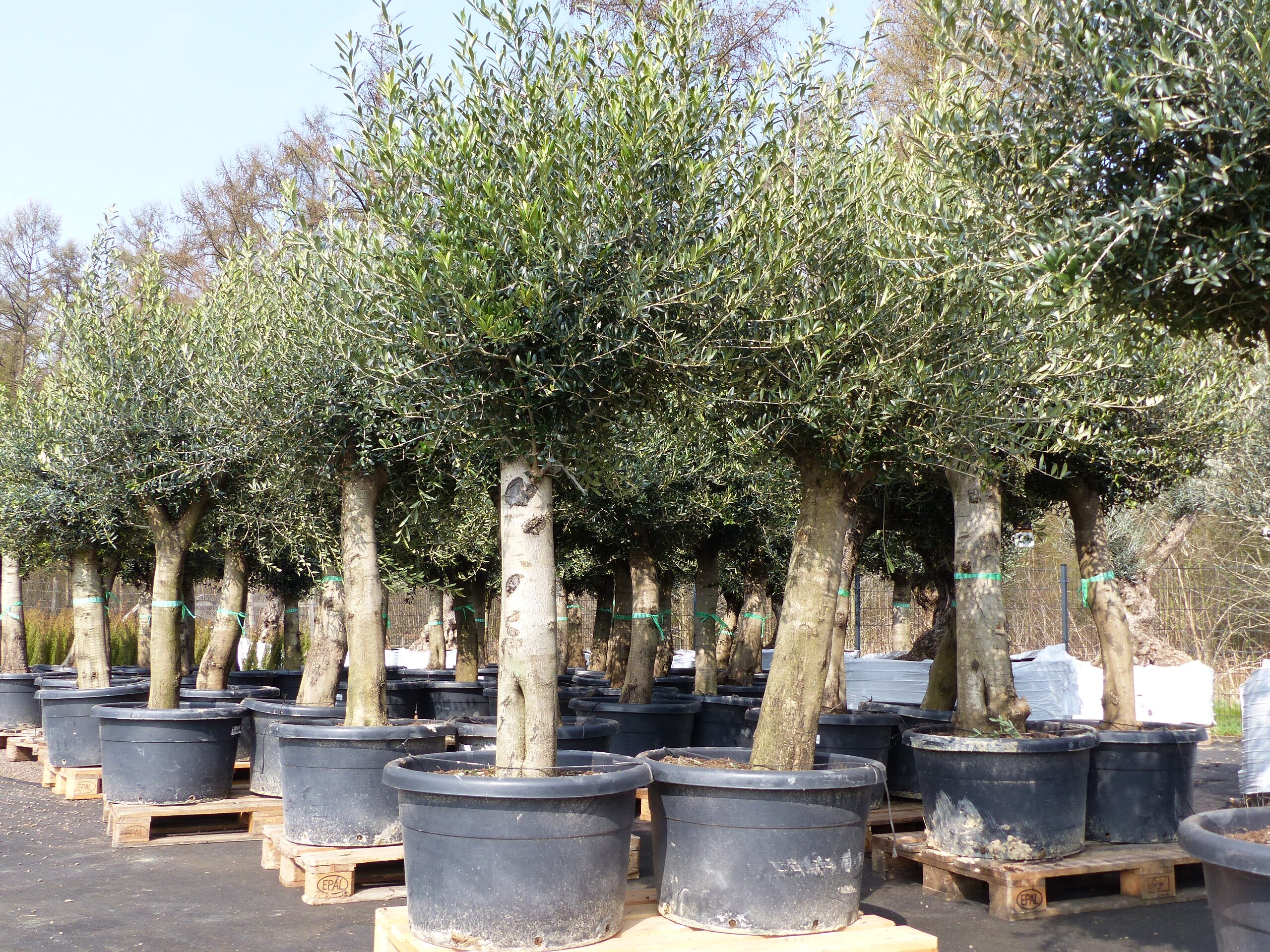 Olivenbaum Olive "60 Jahre" 200 - 240 cm, beste Qualit&auml;t, Stammumfang 40 - 60 cm, winterhart, Olea Europaea 