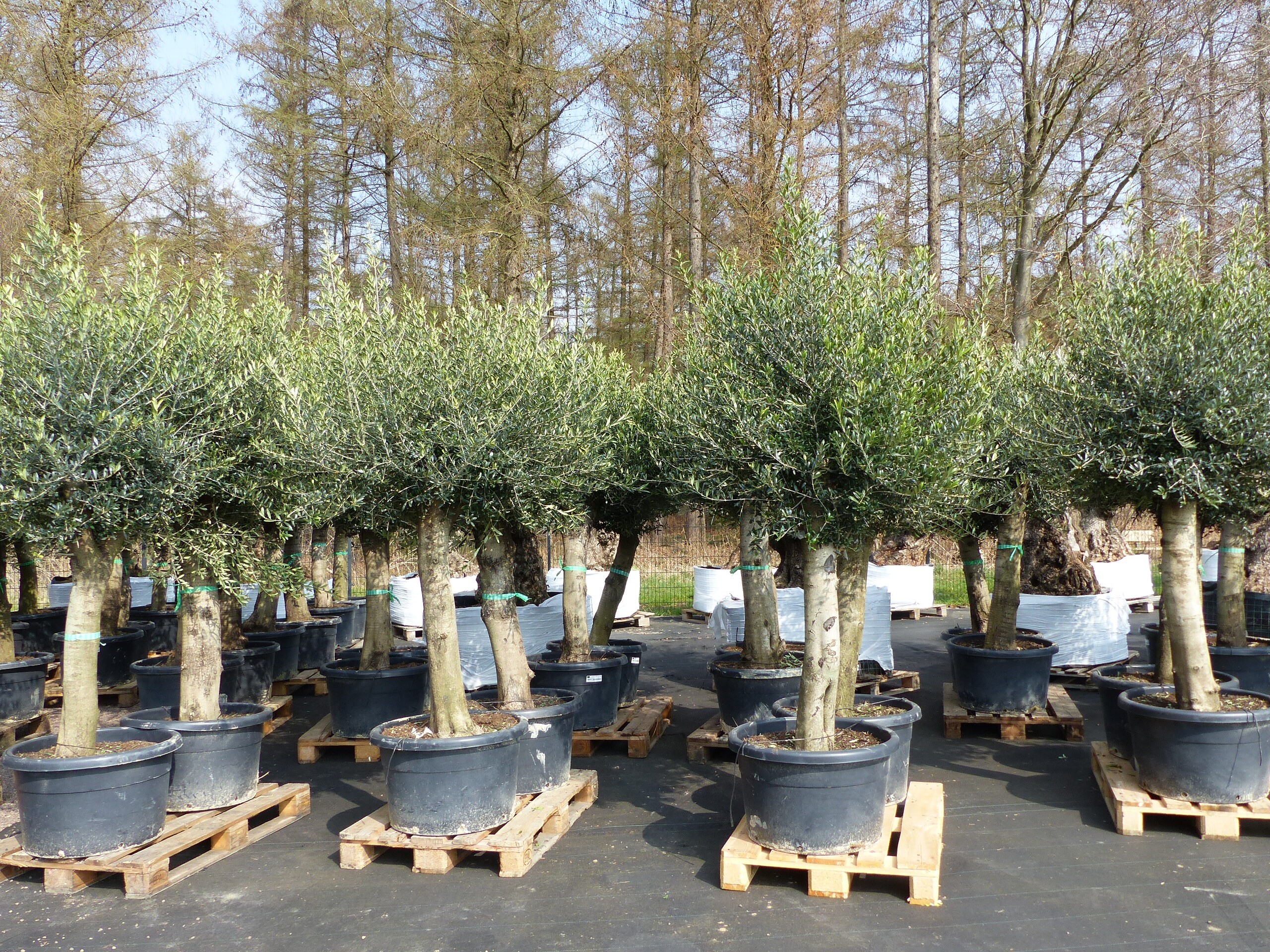2x Olivenbaum Olive "60 Jahre" 200 - 240 cm, beste Qualit&auml;t, Stammumfang 40 - 50 cm, winterhart, Olea Europaea 