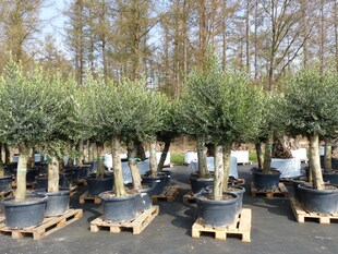 2x Olivenbaum Olive "60 Jahre" 200 - 240 cm, beste Qualität, Stammumfang 40 - 50 cm, winterhart, Olea Europaea 