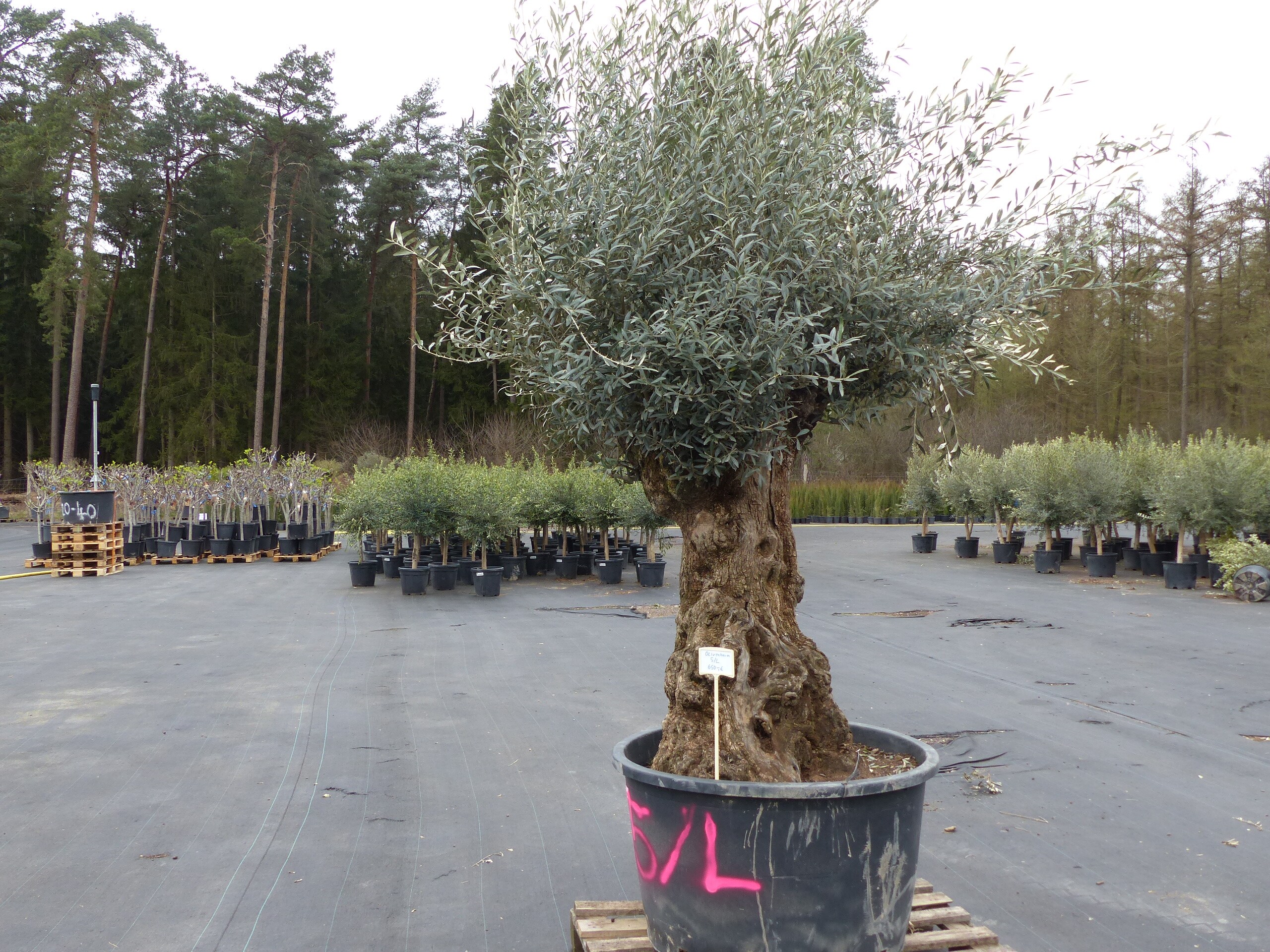 genau diesen Baum Nr. 5/L, 250 cm, Olivenbaum, knorrige alte urige Olive winterhart 