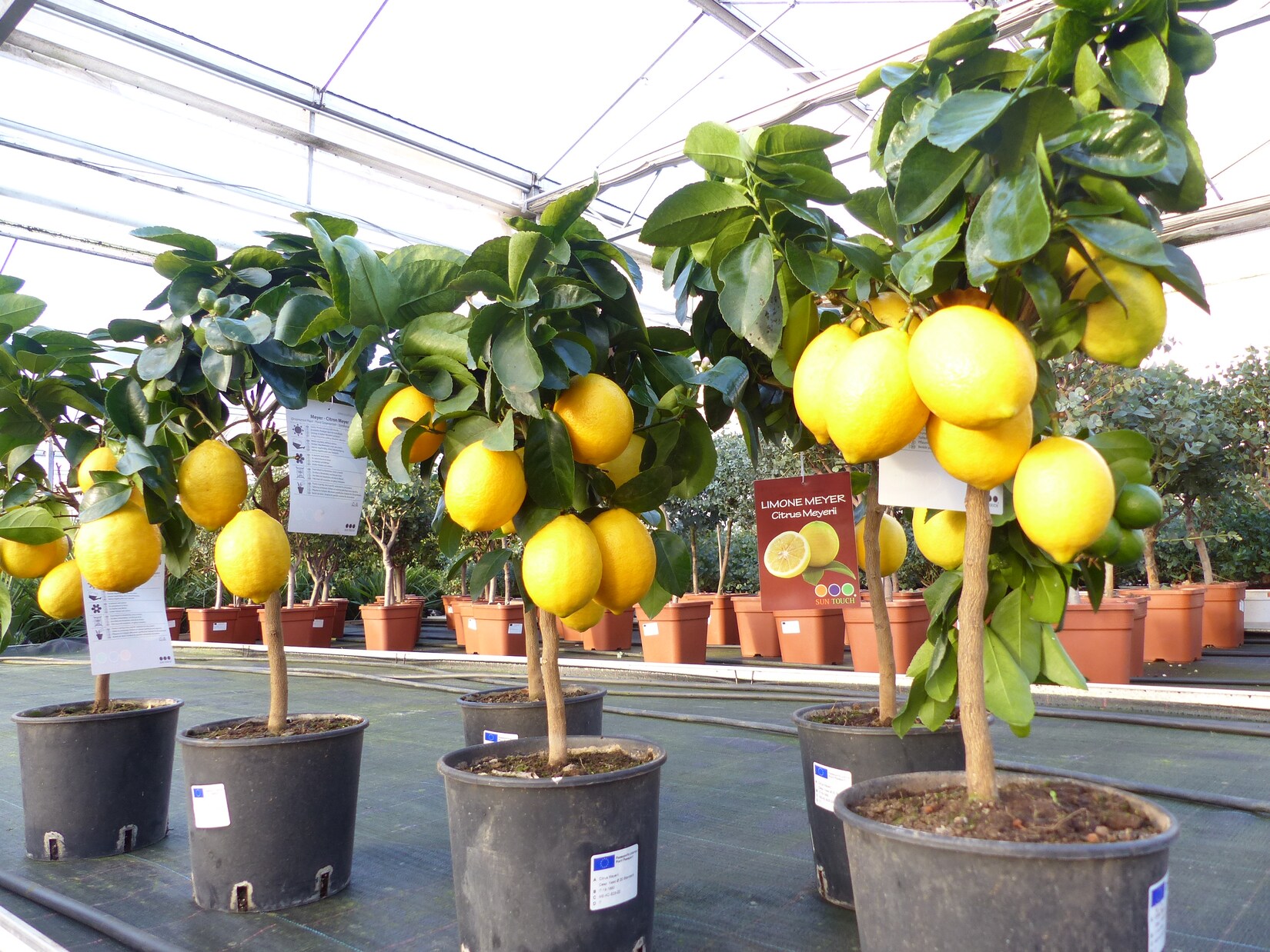 beste Sorte: Bonsai Meyer Meyerii Zitrone echter Zitronenbaum 60 - 70 cm Citrus Limon Zitruspflanze