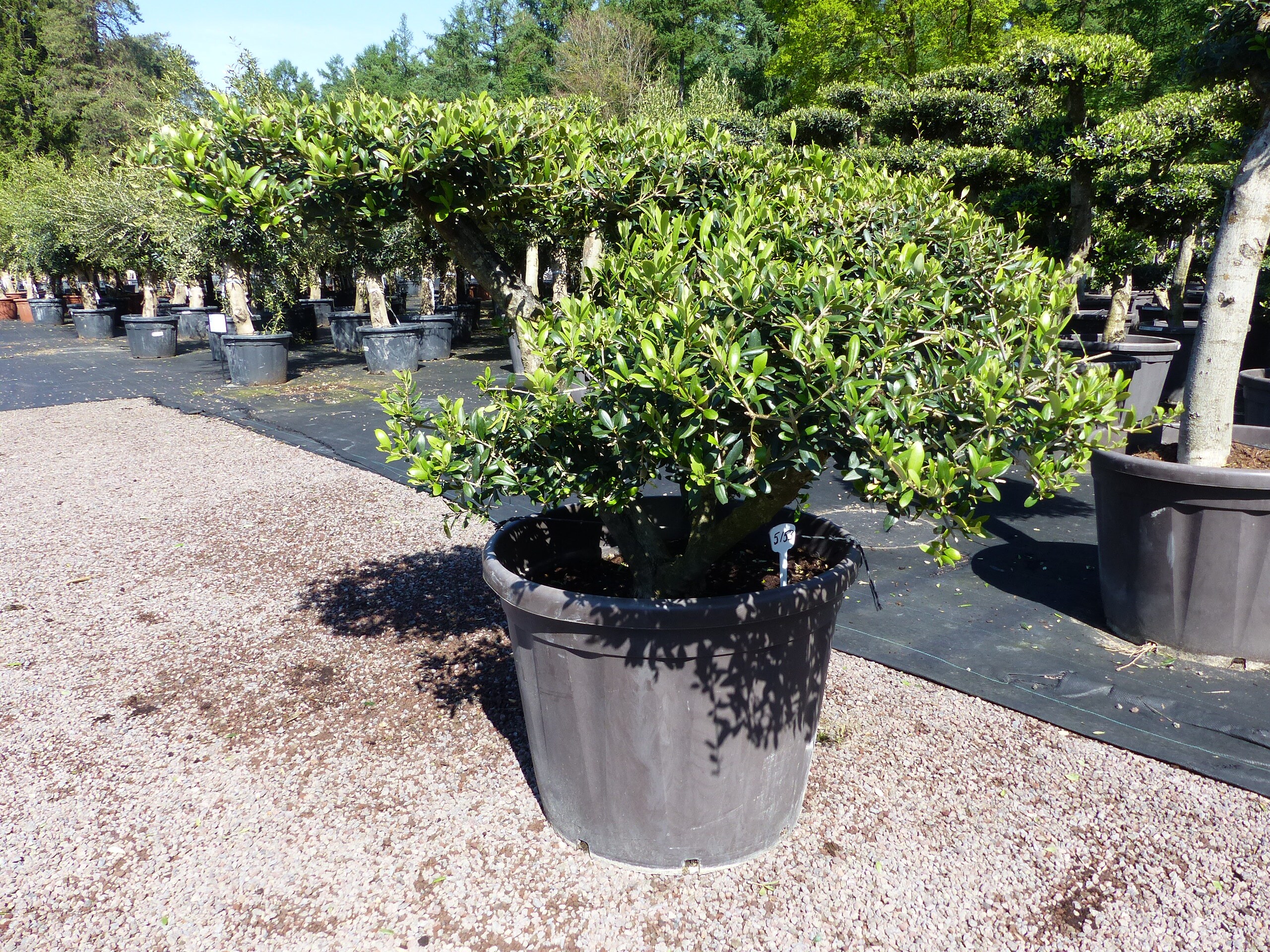 Olivenbaum Pon Pon 120/125 cm Bonsai Formgeh&ouml;lz Gartenbonsai Formschnitt winterhart 