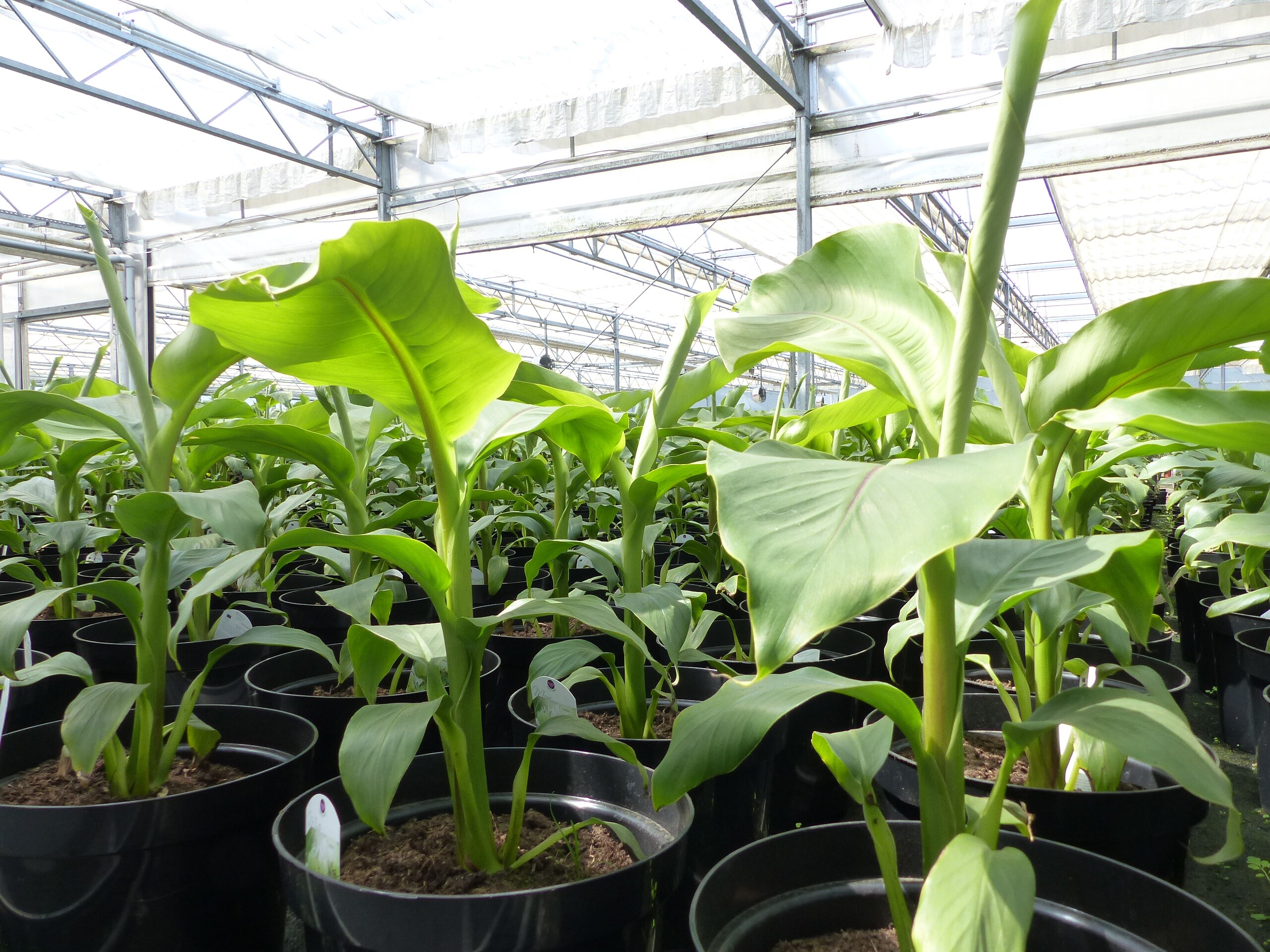 2 St&uuml;ck Bananenstaude Musa Basjoo 60 - 80 cm winterhart Staude japanische Faserbanane 