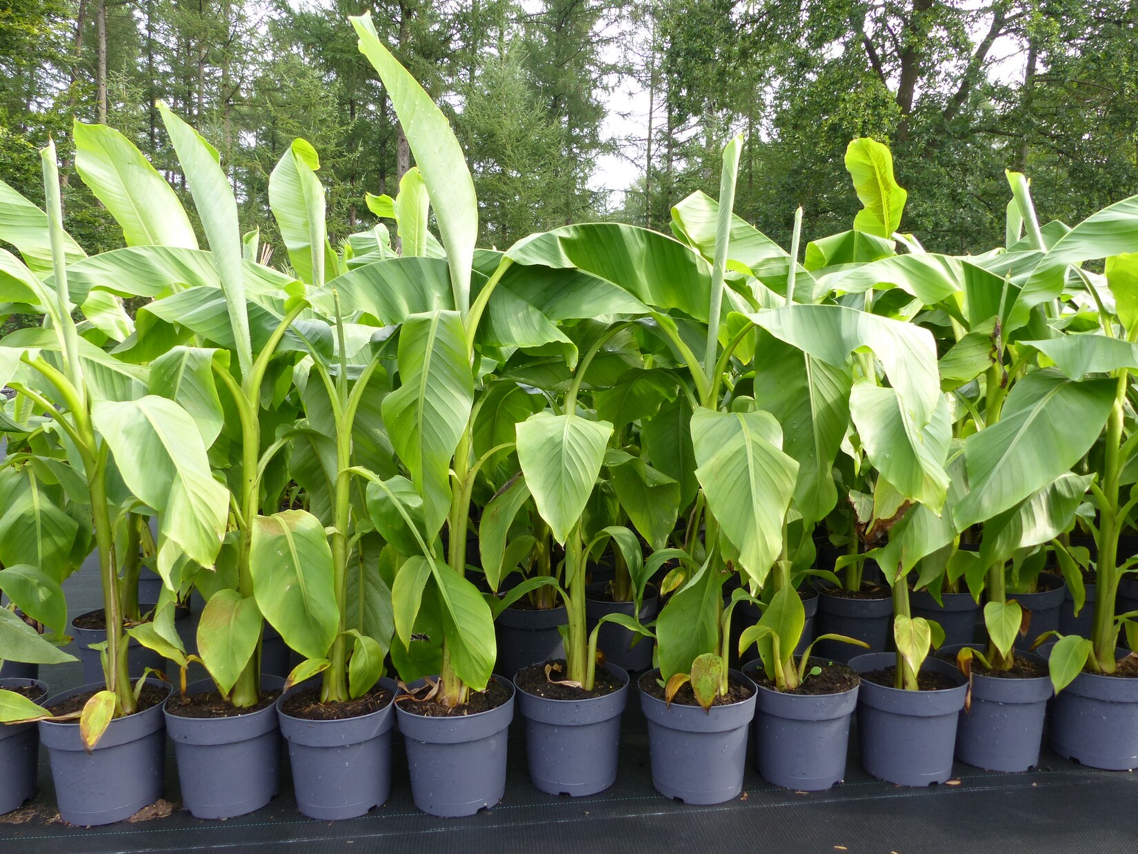 Bananenstaude Banane Musa Basjoo 120 - 150 cm winterhart Staude japanische Faserbanane