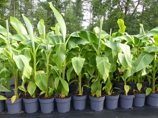 Bananenstaude Banane Musa Basjoo 120 - 150 cm winterhart Staude japanische Faserbanane 