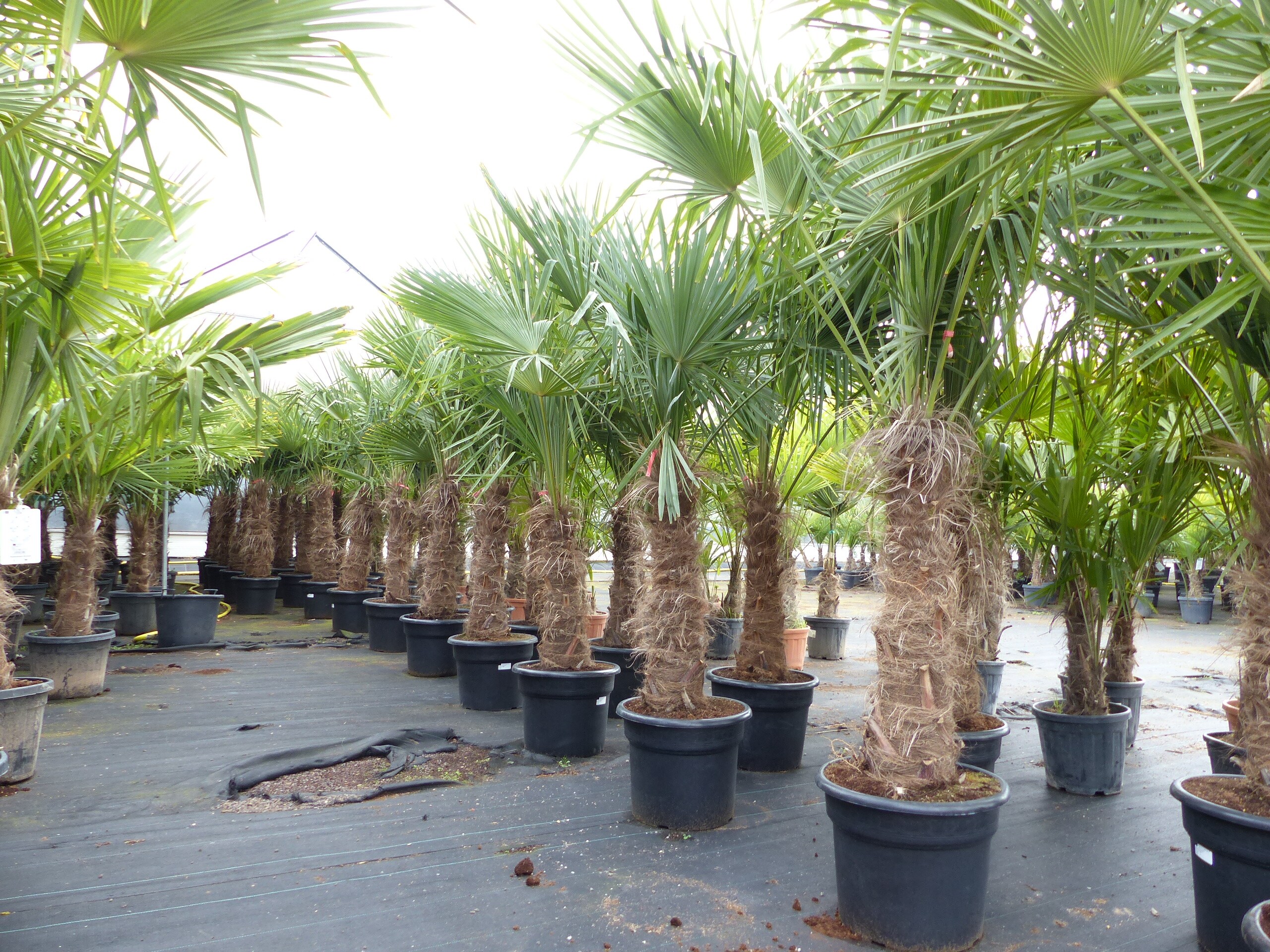 Trachycarpus fortunei, 70 - 100 cm Stamm, 210 - 250 cm Hanfpalme, winterharte Palme bis -18&deg;C 