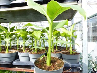 Bananenstaude 4 Stück Musa Basjoo 60 - 80 cm winterhart Staude japanische Faserbanane 