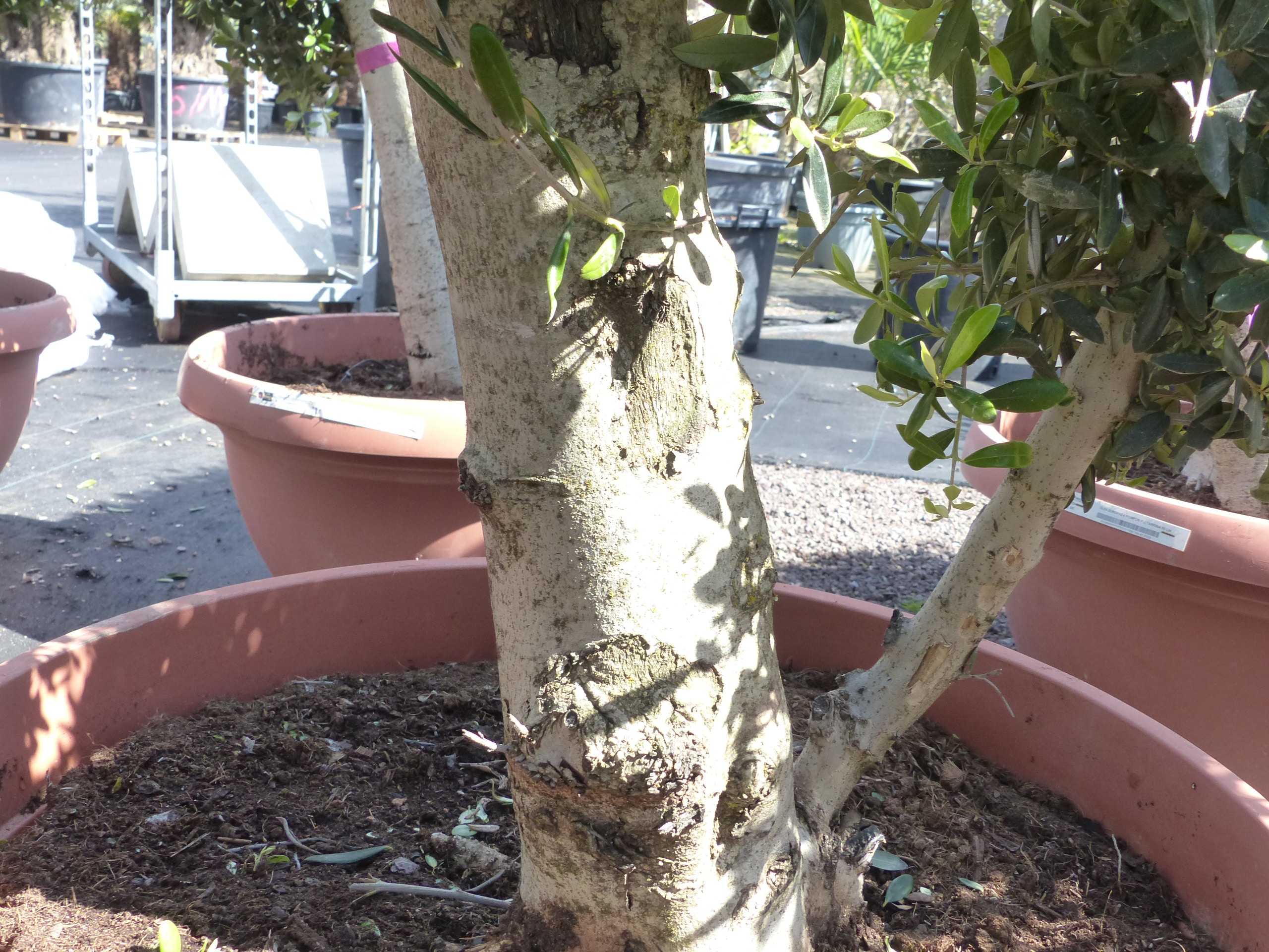 Bonsai Kugel Olivenbaum 140 - 170 cm knorrige urige Olive winterhart Olea  Europaea lbaum bei Marktkauf online bestellen