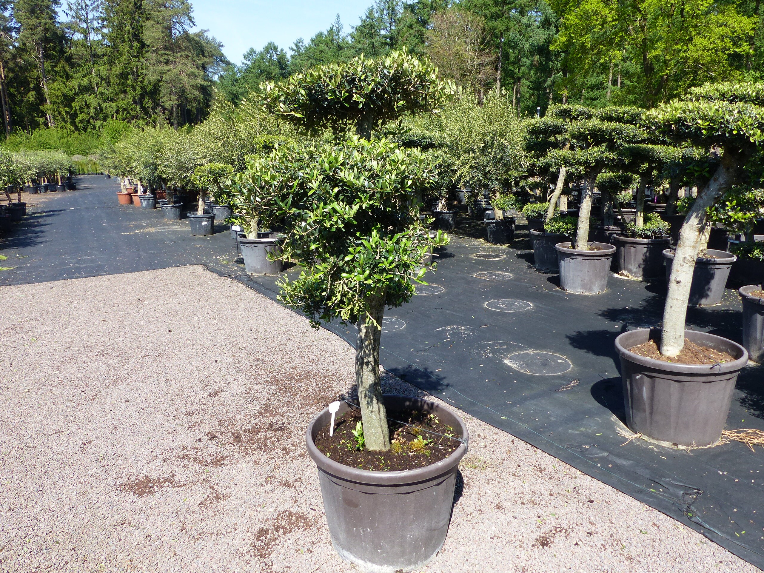 Olivenbaum 4 Pon Pon Bonsai Formgeh&ouml;lz Gartenbonsai Olea europaea Olive winterhart 