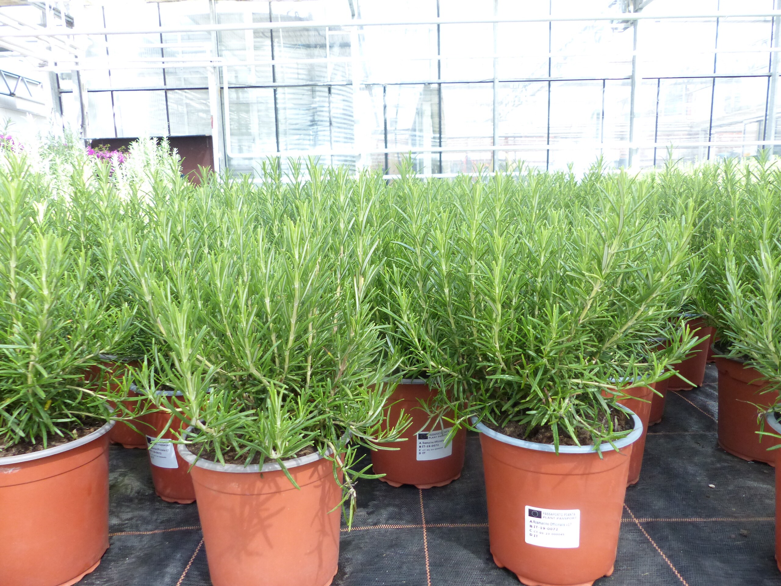 echter Rosmarin Officinalis 50 - 60 cm H&ouml;he, XL Busch &Oslash; 25-30 cm, stehend, winterhart Kr&auml;uter 