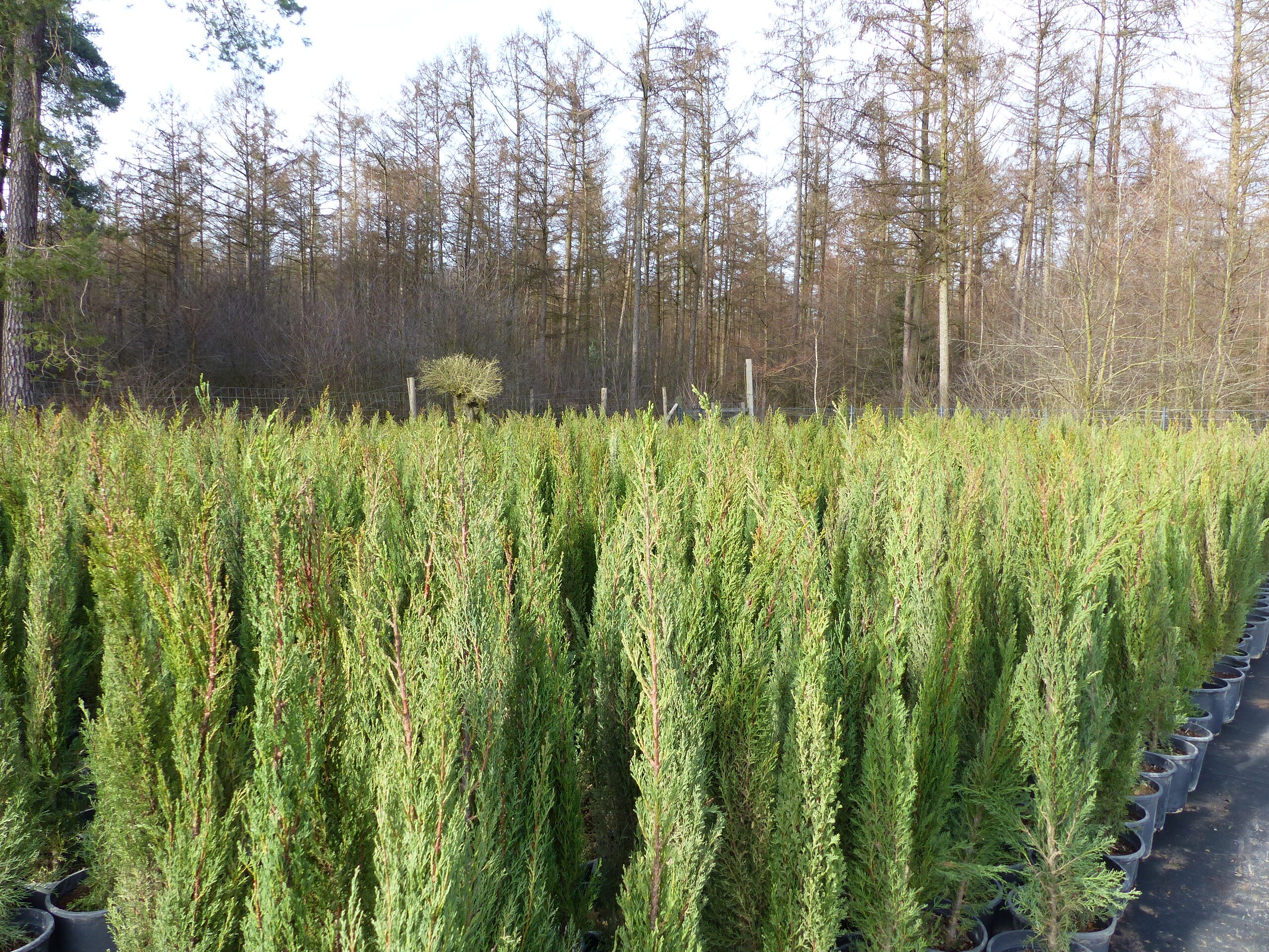 1x Mittelmeerzypresse 180 cm Sulen Toskana Zypressen Zypresse Cupressus  Sempervirens bei Marktkauf online bestellen