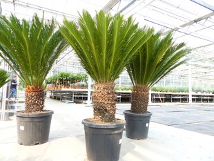 Mega Palmfarn 140 - 160 cm Cycas Revoluta | bis 90 cm Stammumfang | Sagopalme Palme | innen + außen 