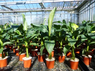 Bananenstaude Musa Basjoo 80 - 100 cm winterhart Staude japanische Faserbanane 