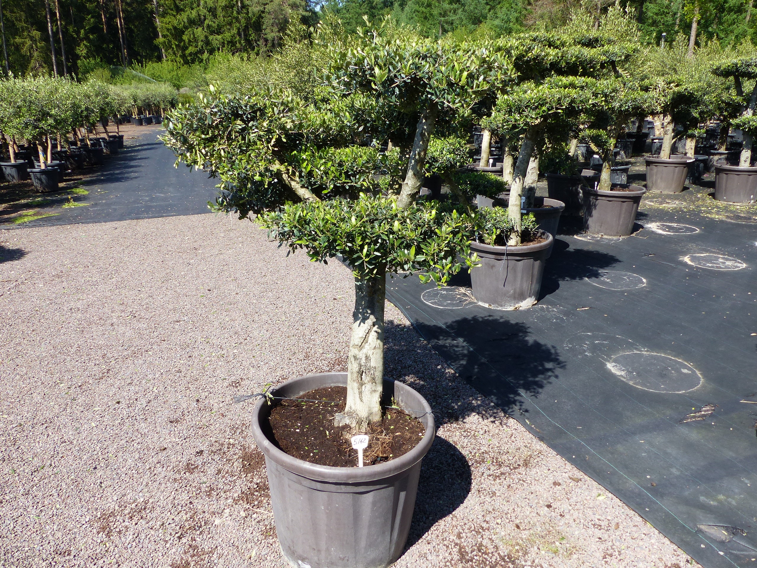 Olivenbaum 4 Pon Pon Bonsai Formgeh&ouml;lz Gartenbonsai Olea europaea Olive winterhart 