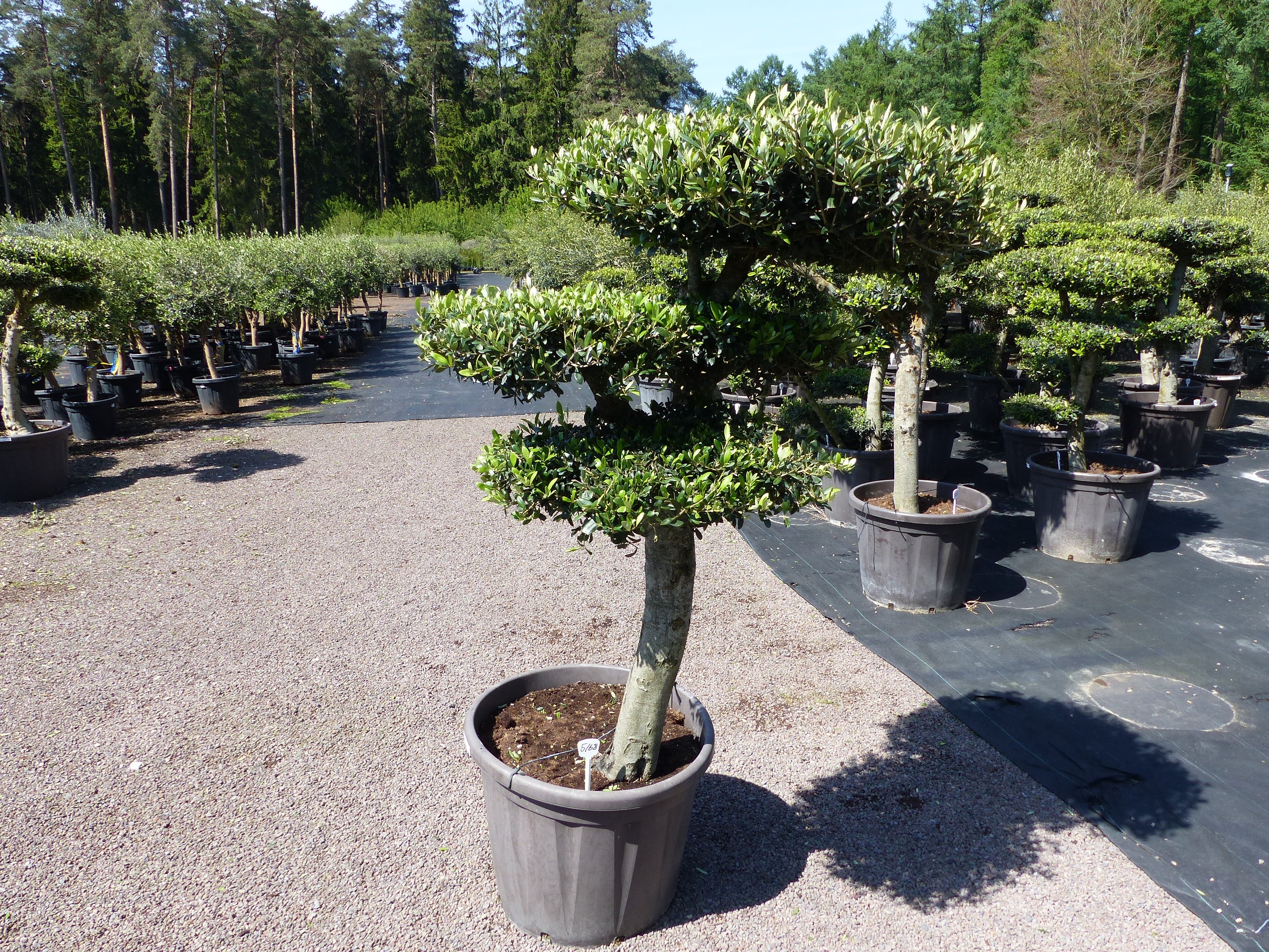 Olivenbaum 4 Pon Pon Bonsai Formgeh&ouml;lz Gartenbonsai Olea europaea Olive winterhart 