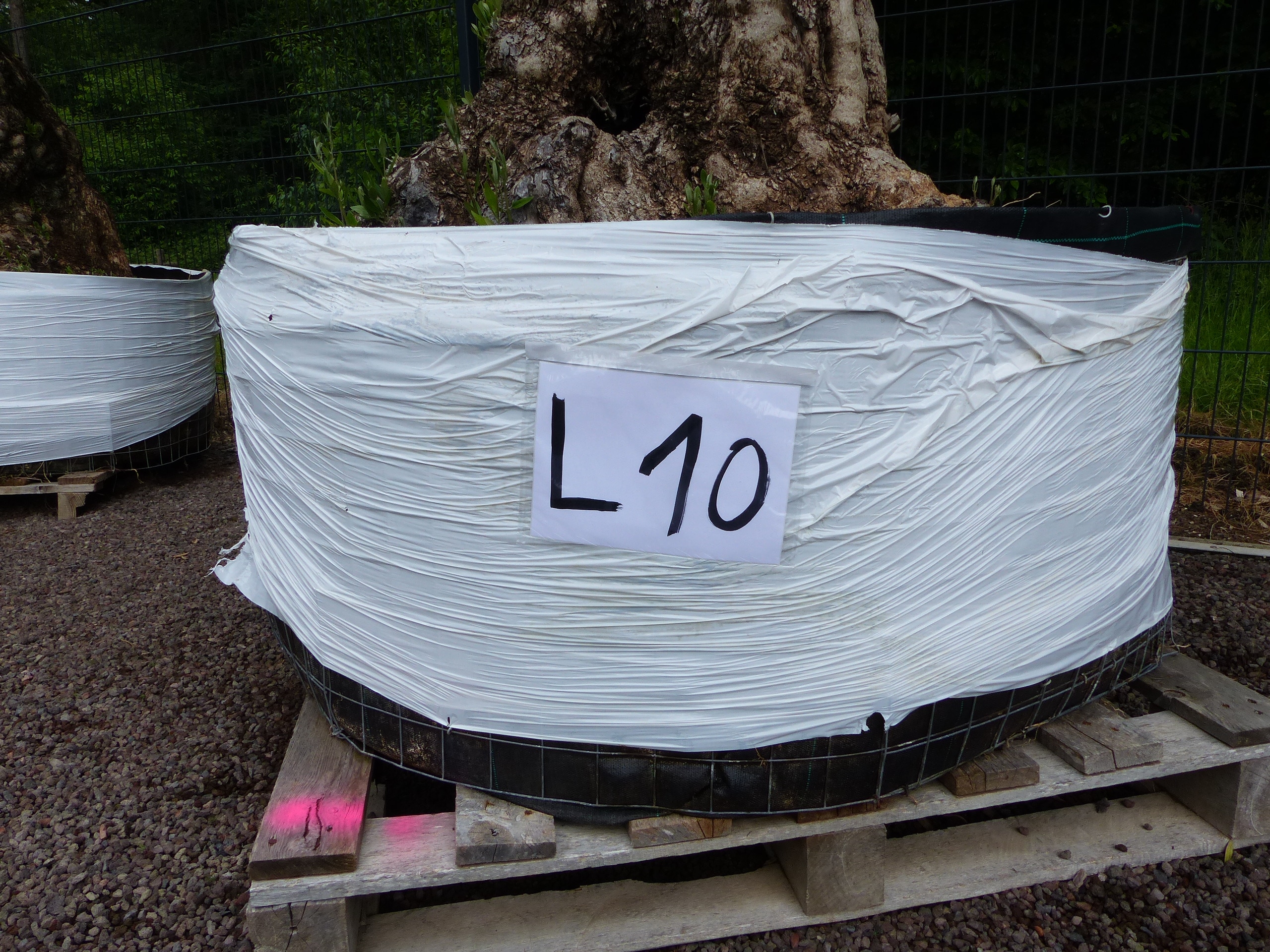 genau dieser Baum L10 Olivenbaum 240 cm, knorrige alte urige Olive winterhart 