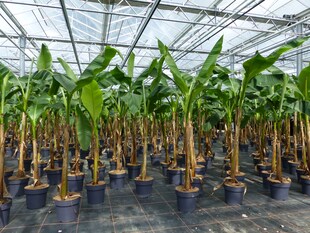 Bananenstaude Musa Basjoo 140 - 170 cm winterhart Staude japanische Faserbanane 
