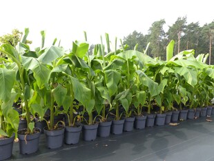 Bananenstaude Banane Musa Basjoo 140 - 170 cm winterhart Staude japanische Faserbanane 