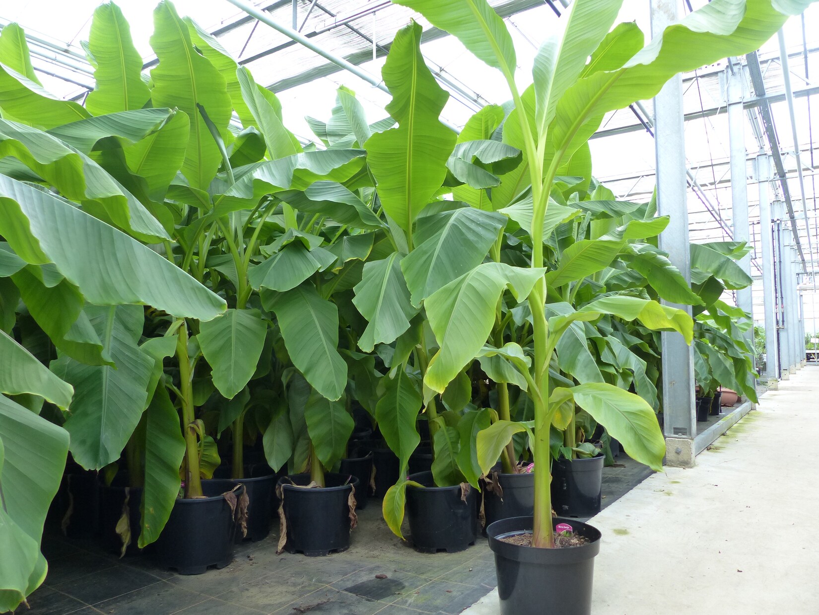 Bananenstaude Banane Musa Basjoo 170 cm winterhart Staude japanische Faserbanane