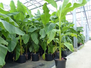 2 Stück Bananenstaude Banane Musa Basjoo 170 cm winterhart Staude japanische Faserbanane 