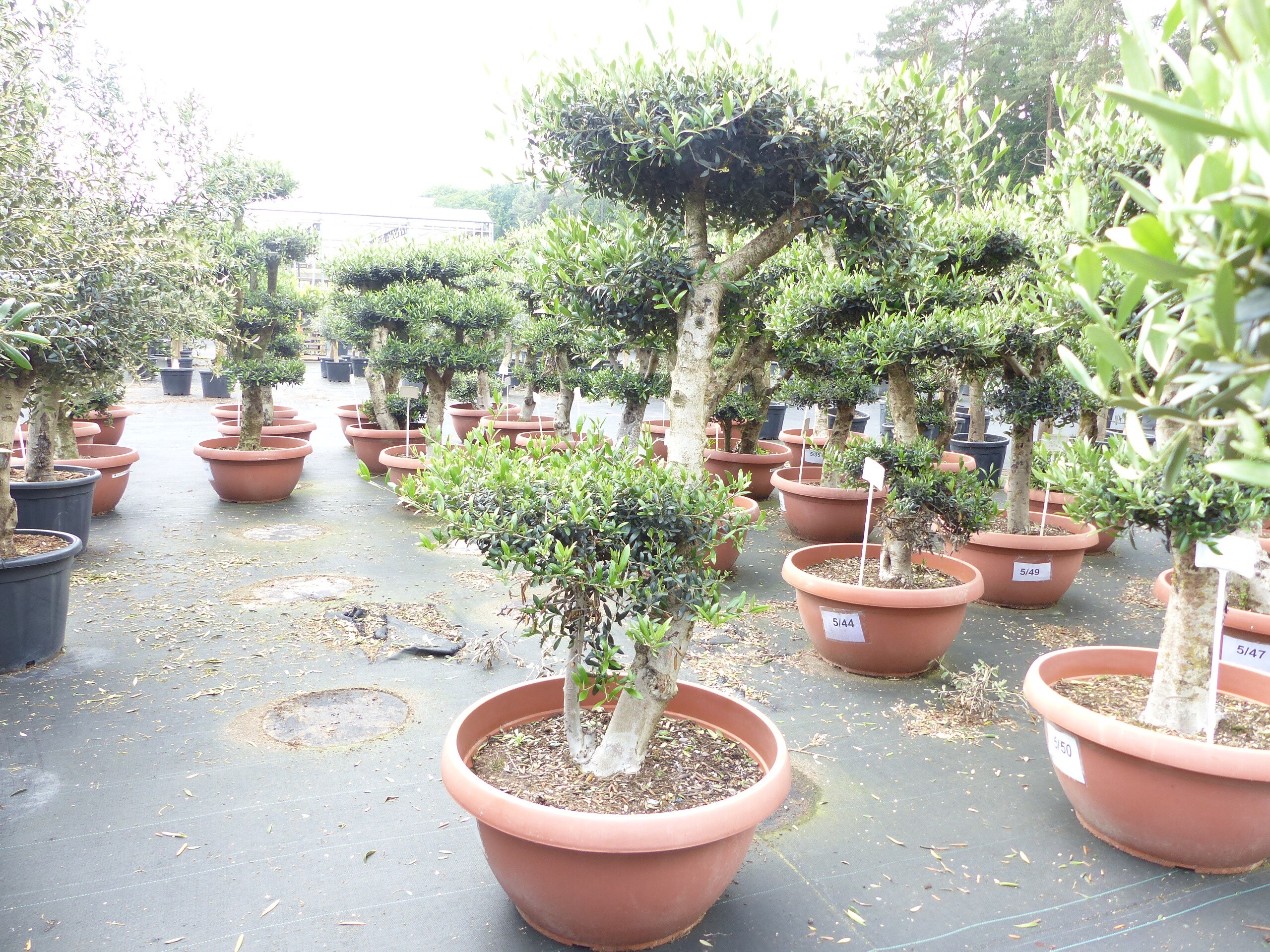 Olivenbaum Pon Pon 170 cm | 4 Pon Pon Bonsai Formgeh&ouml;lz, winterhart 