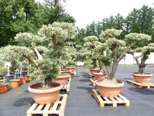 Olivenbaum Pon Pon Olive Gartenbonsai Bonsai Formgehölz, winterhart 