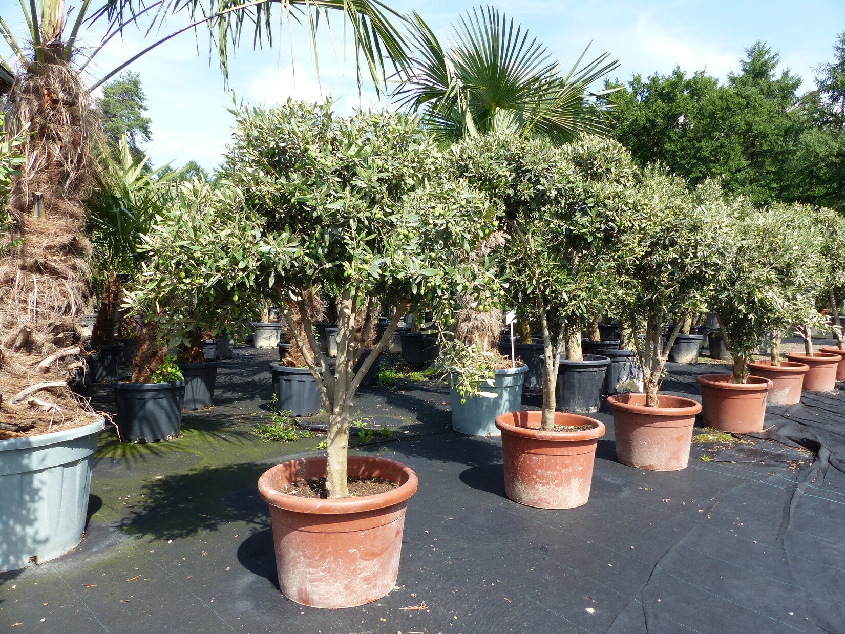Olivenbaum 120 - 140 cm mit vielen Oliven winterhart Olea Europaea Bonsai