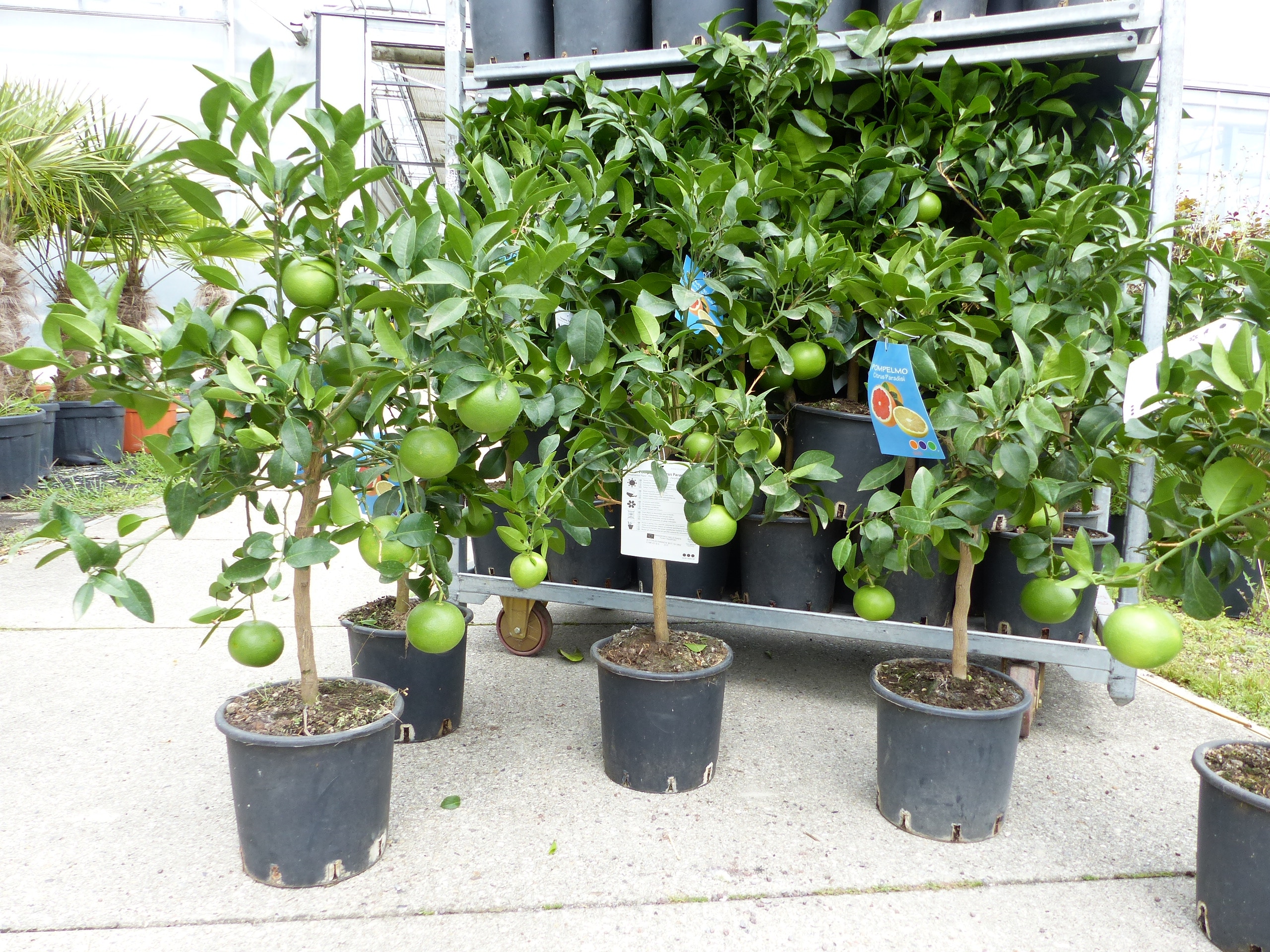 Grapefruit Pflanze Pomelo Citrus Paradisi Pampelmuse Zitruspflanze 70 - 90 cm Obstbaum 
