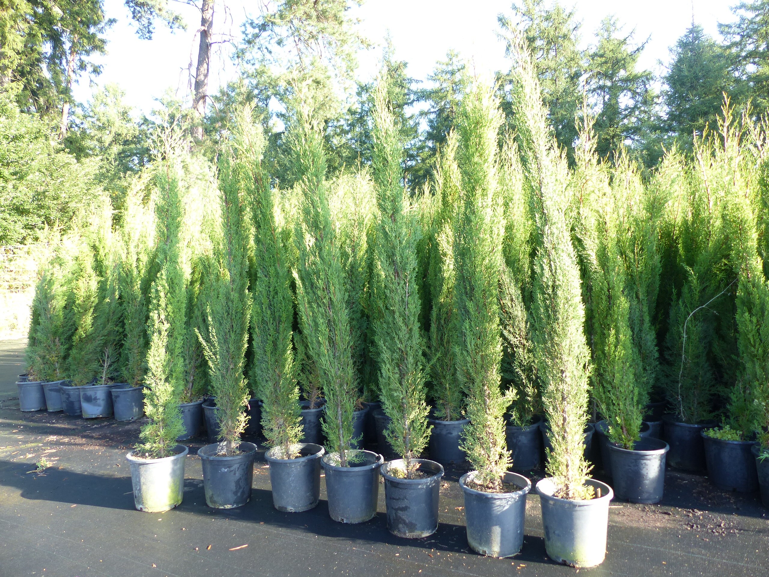 3x Totem 190 - 220 cm Toskana Zypresse Mittelmeerzypresse S&auml;ule winterhart 