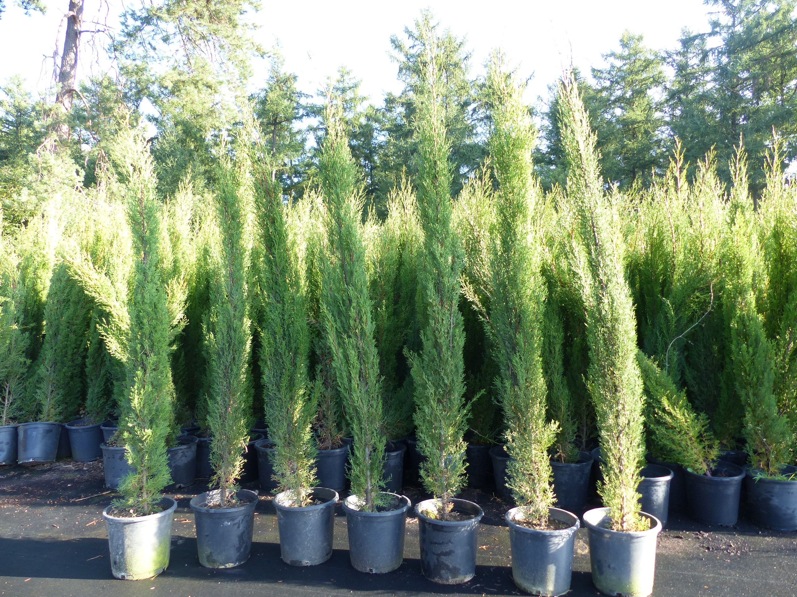 7x Totem 190 - 220 cm Toskana Zypresse Mittelmeerzypresse S&auml;ule winterhart 