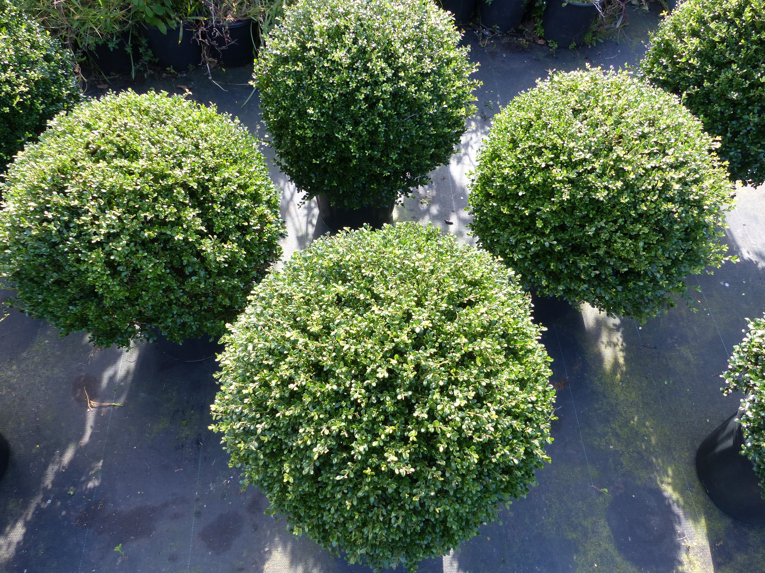 PREMIUM Ilex crenata Stokes Kugel rund &Oslash; 50 - 60 cm Buchsbaum Ersatz winterhart + robust 