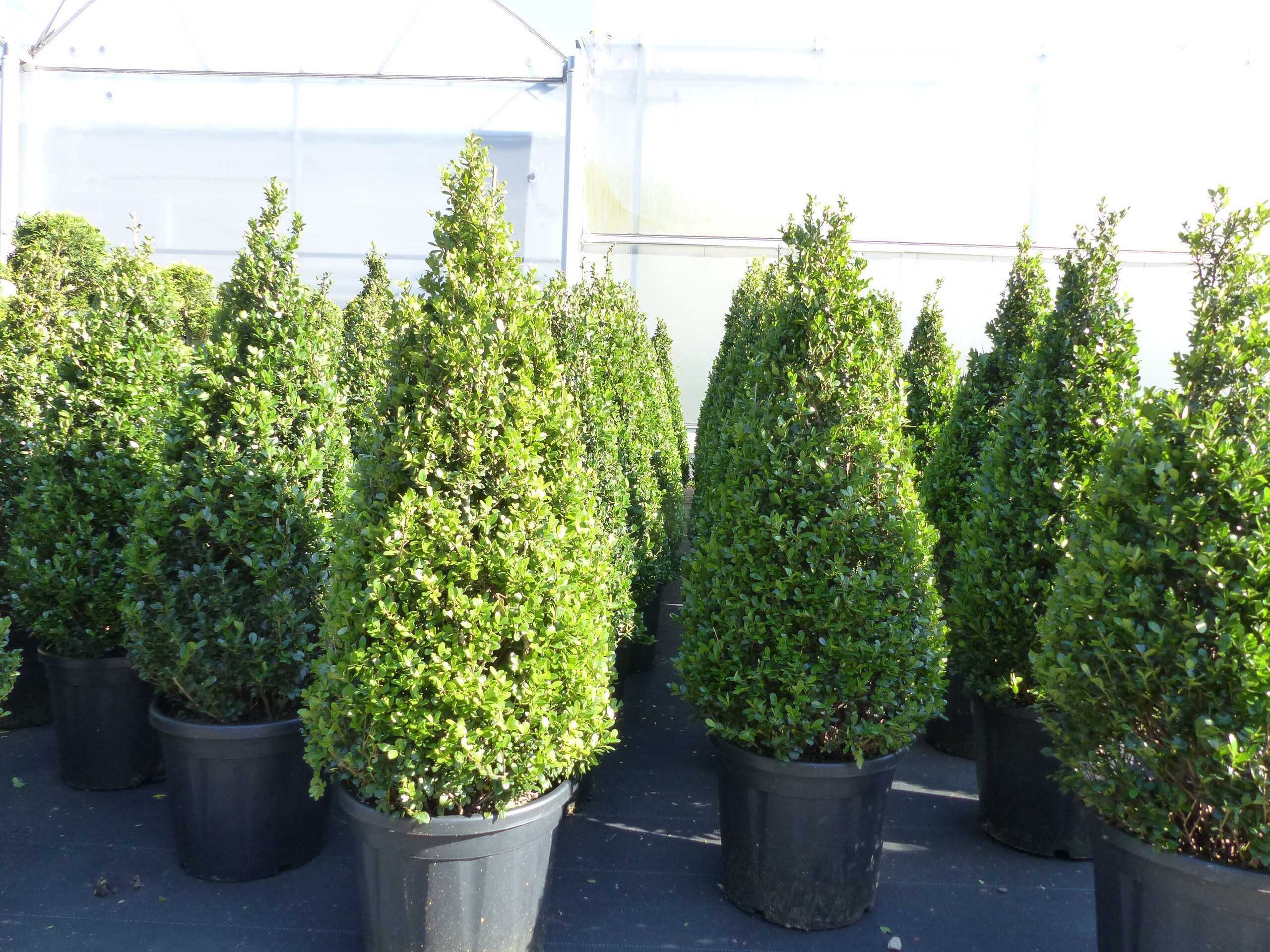 Ilex crenata Caroline Upright Pyramide 130 - 150 cm Kegel Buchsbaum Ersatz winterhart + robust 