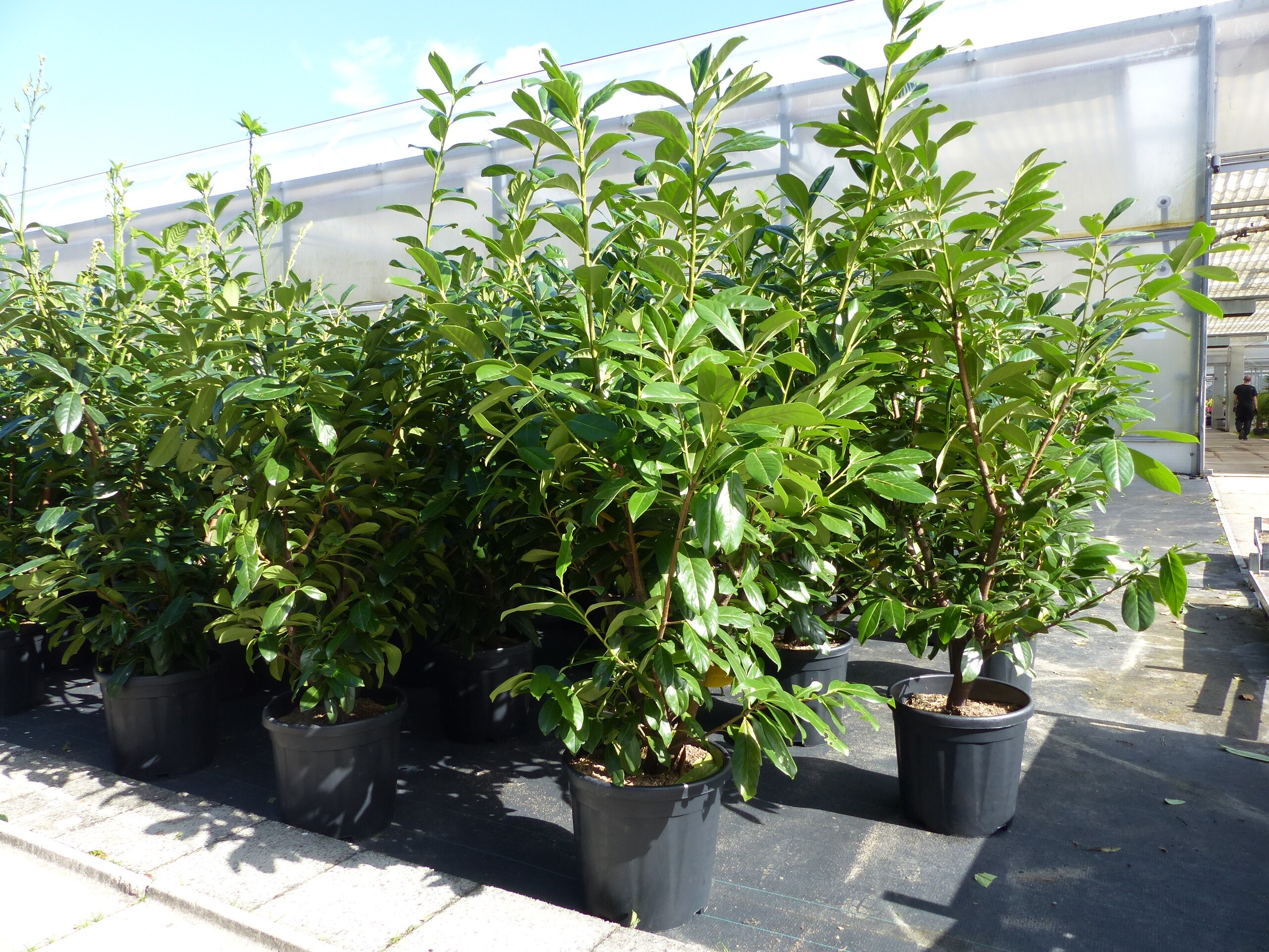 Kirschlorbeer Novita 130 - 160 cm kr&auml;ftige, breite buschige Pflanze, Hecke 