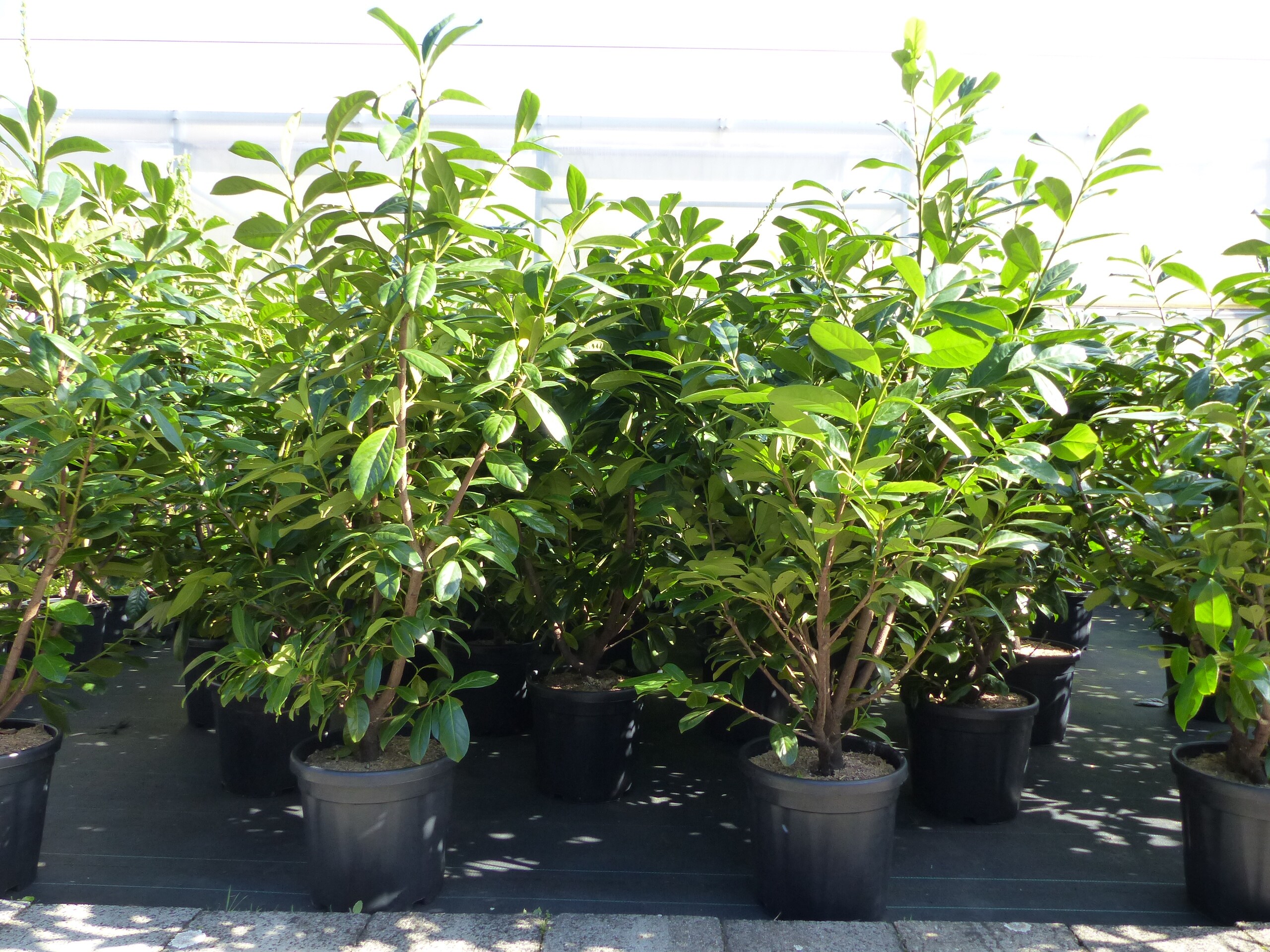 philodendron scandens brasil Philodendron Scandens Brasil – orbeeflowers main image 1