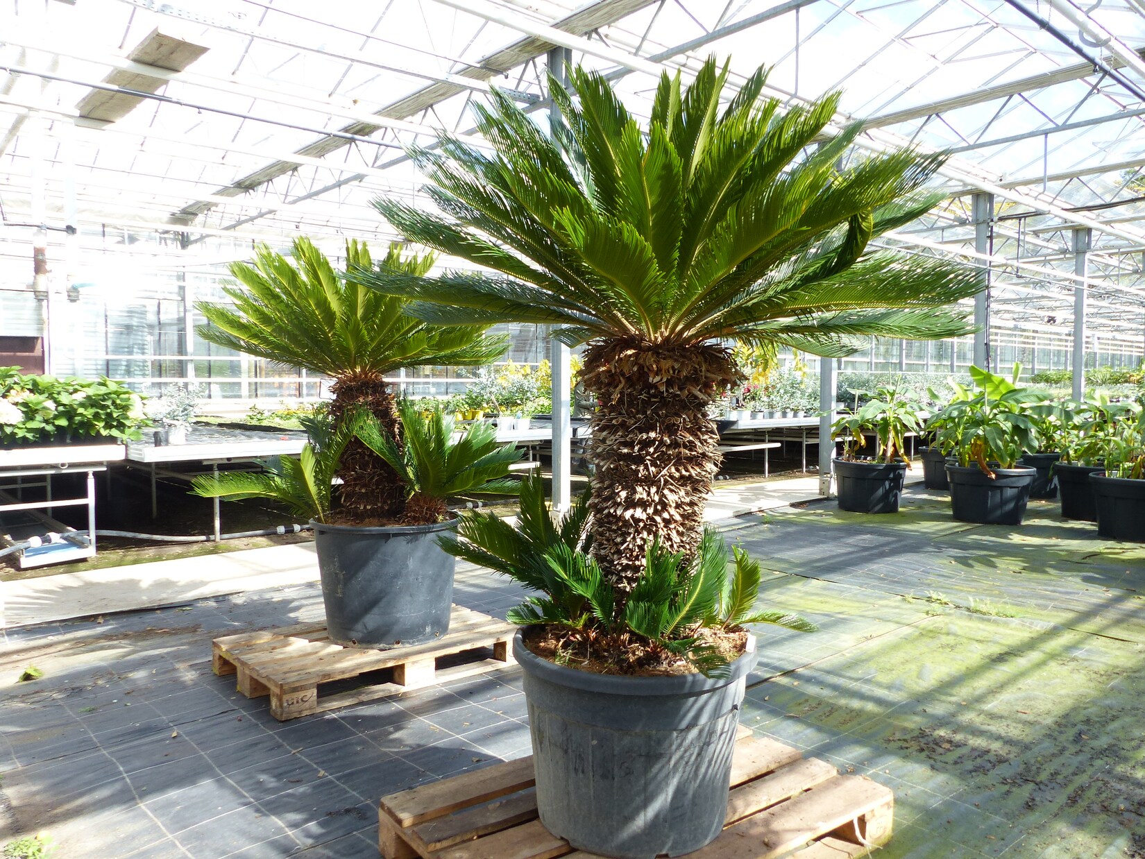 Mega Palmfarn 170 - 180 cm Cycas Revoluta   bis 100 cm Stammumfang   Sagopalme Palme   innen + außen