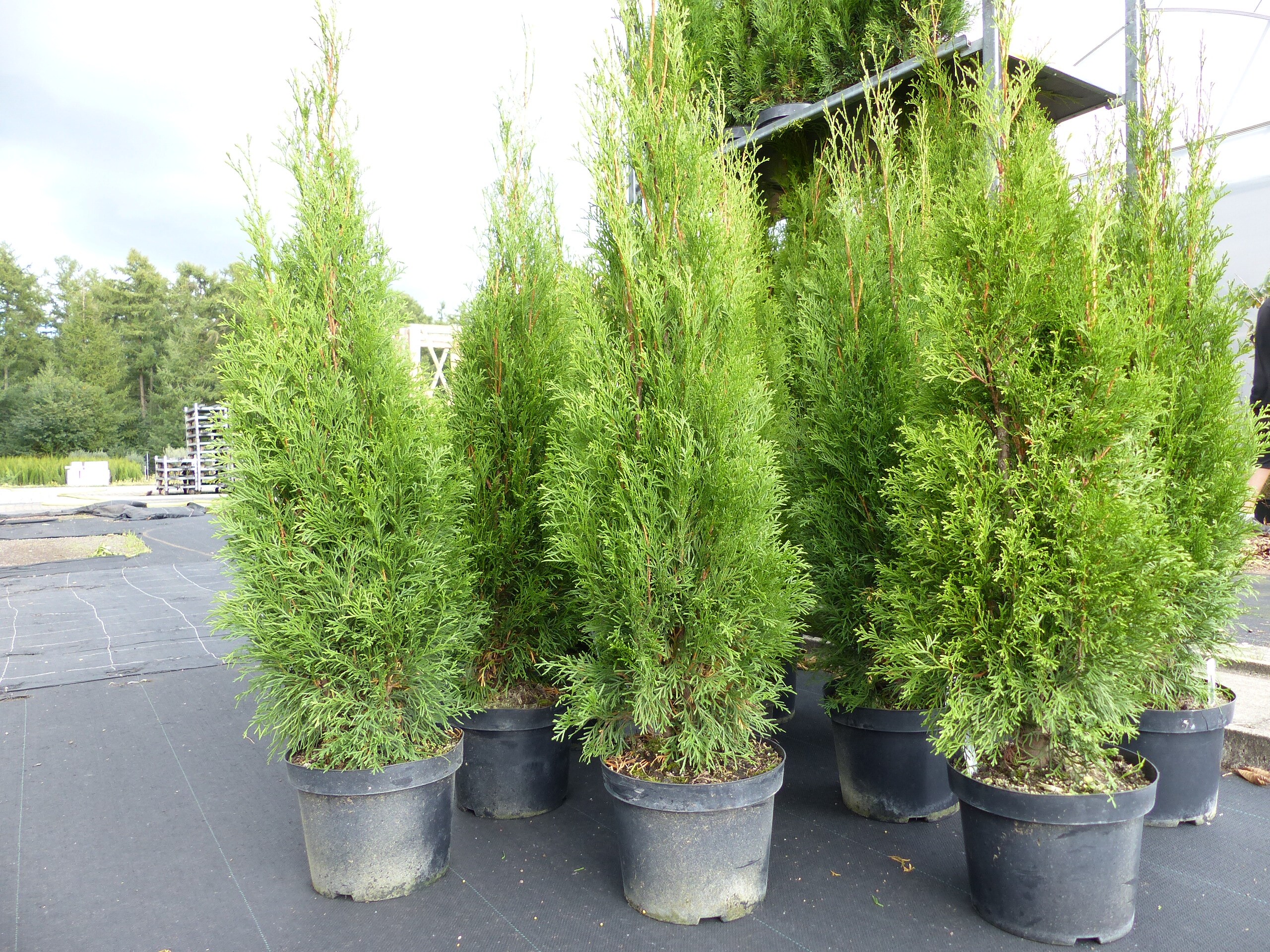 Thuja occ. Smaragd 110-120 cm, Heckenpflanze, Formgeh&ouml;lz, Bonsai, Formschnitt, Gartenbonsai 