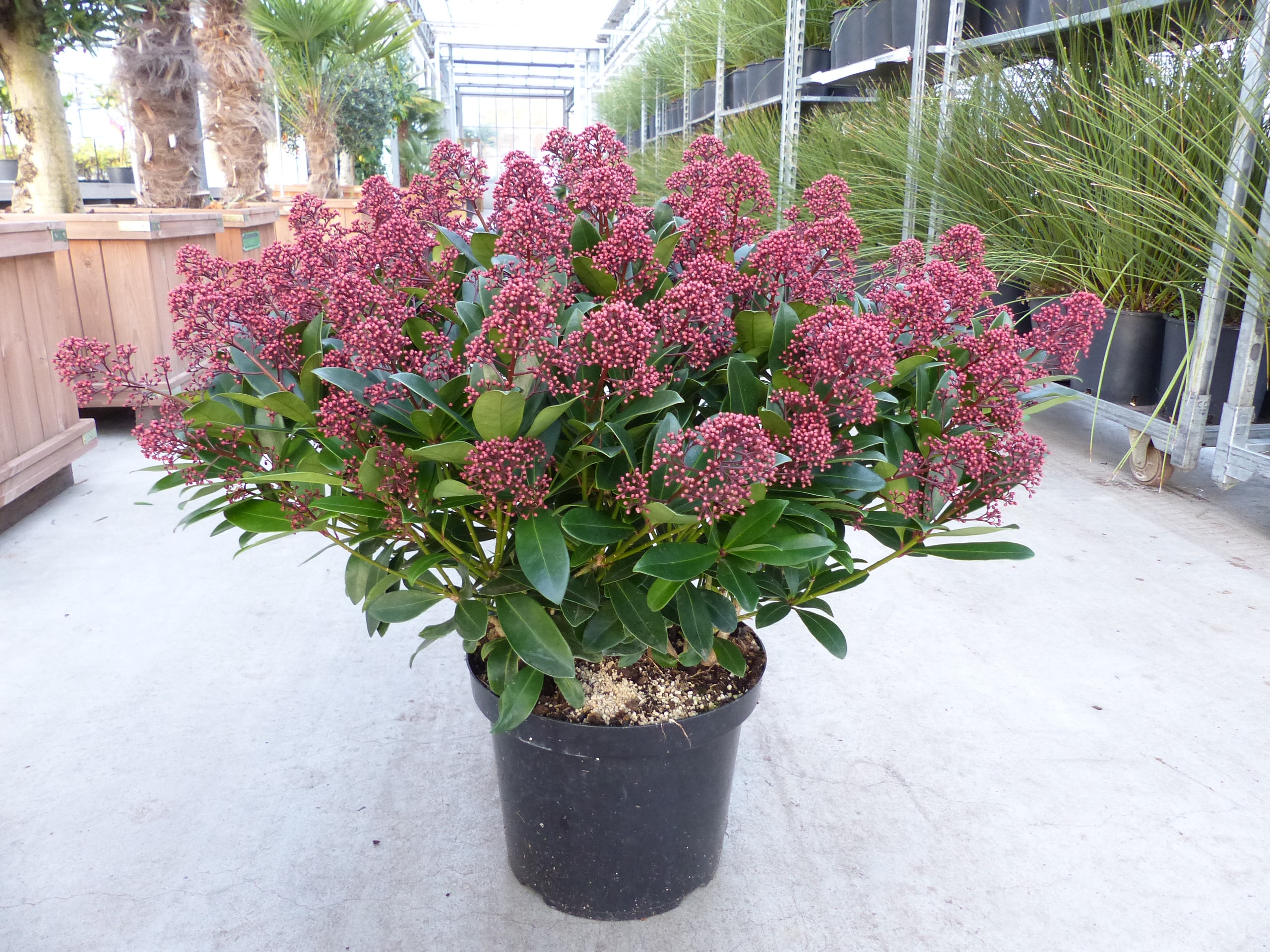 Skimmia japonica Rubella XXL Pflanze &Oslash; 70 cm | Bl&uuml;tenskimmie | Zierstrauch | winterhart 