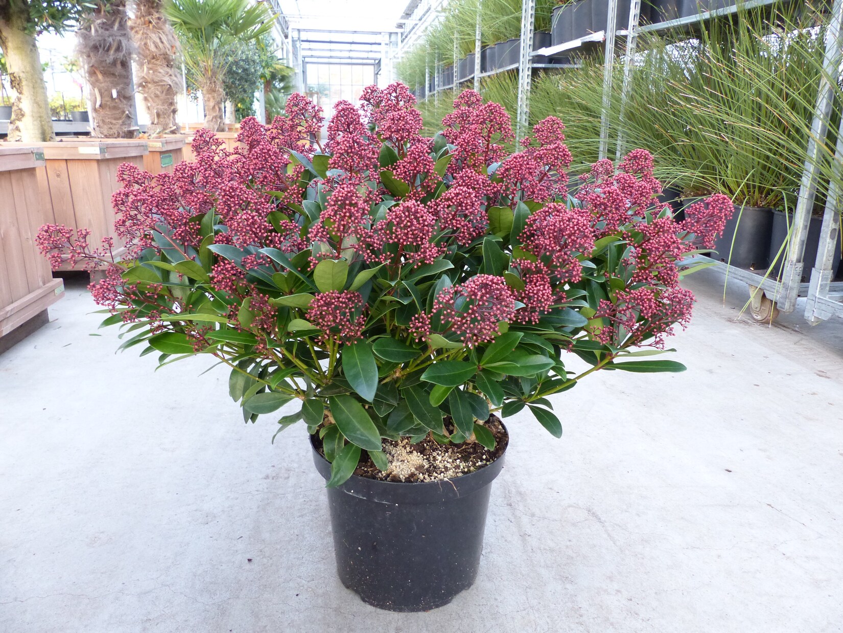 Skimmia japonica Rubella XXL Pflanze Ø 70 cm   Blütenskimmie   Zierstrauch   winterhart