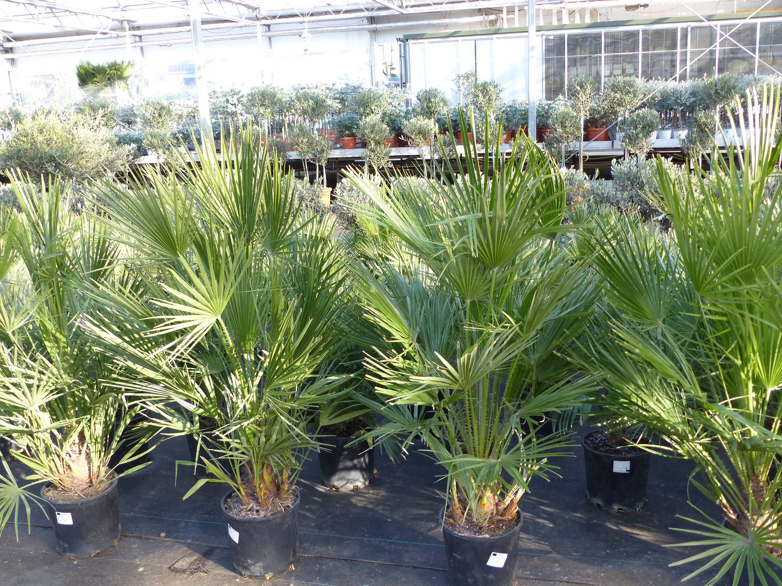 Palme 150 - 180 cm Zwergpalme Chamaerops Humilis, winterhart bis -12&deg;C 