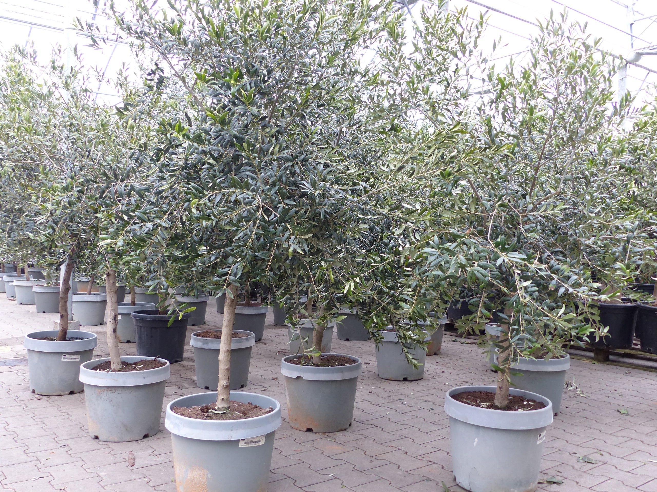 Olivenbaum 15 Jahre Olive 170 - 180 cm, beste Qualit&auml;t, winterhart, Olea Europaea 