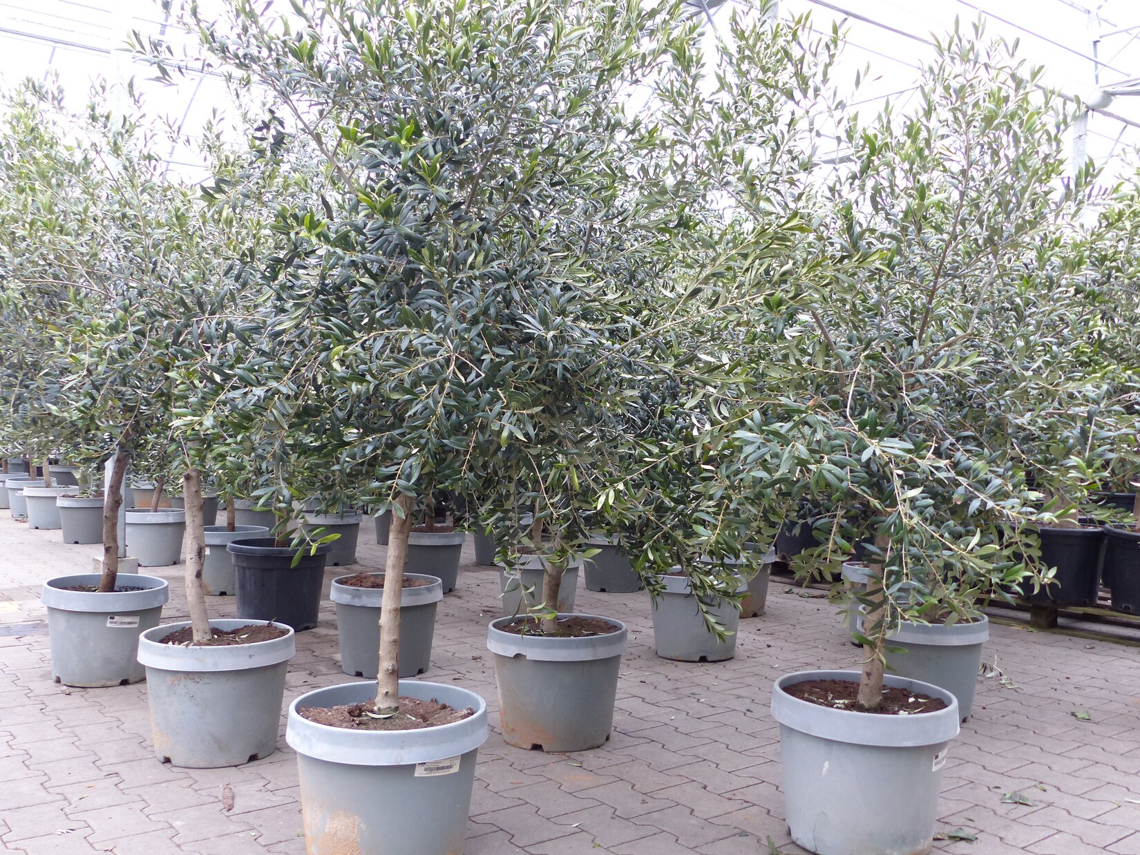 Olivenbaum 15 Jahre Olive 170 - 180 cm, beste Qualität, winterhart, Olea Europaea