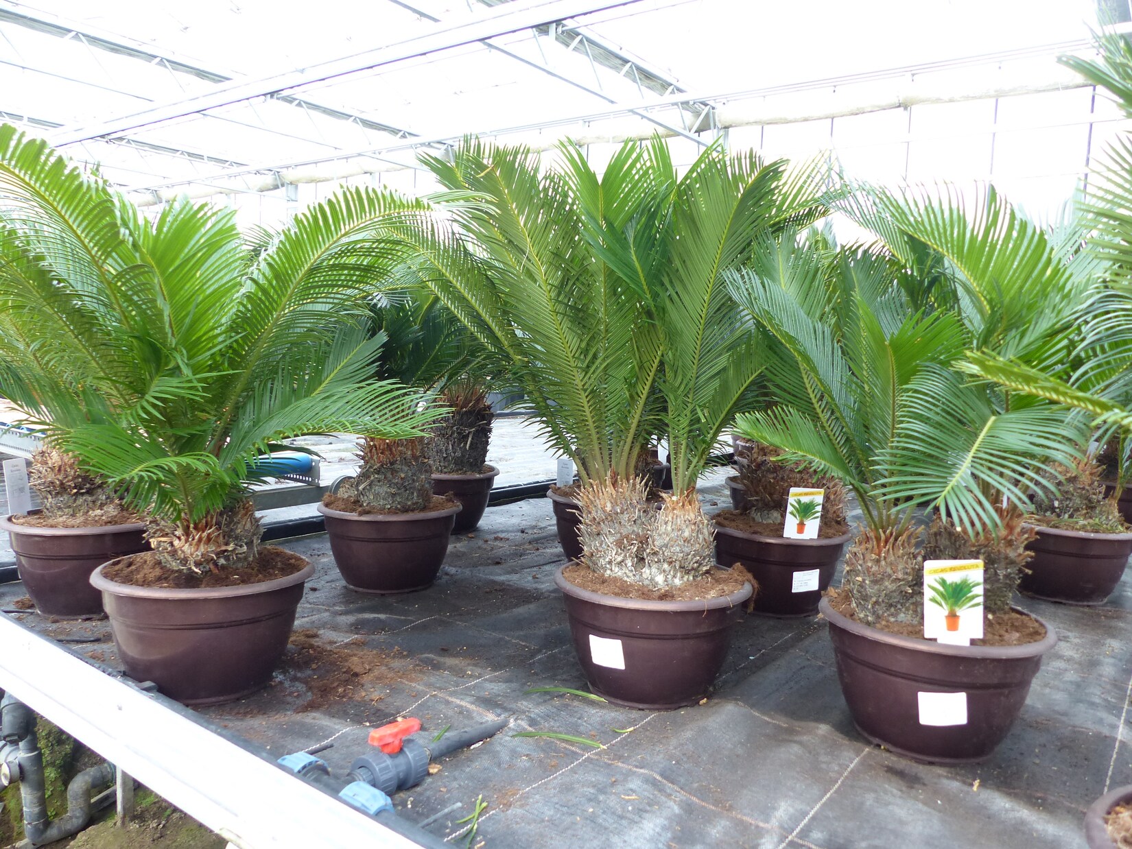 Cycas Revoluta mehrstämmig Bonsai 65 - 80 cm Palmfarn Sagopalme Palme, innen + außen