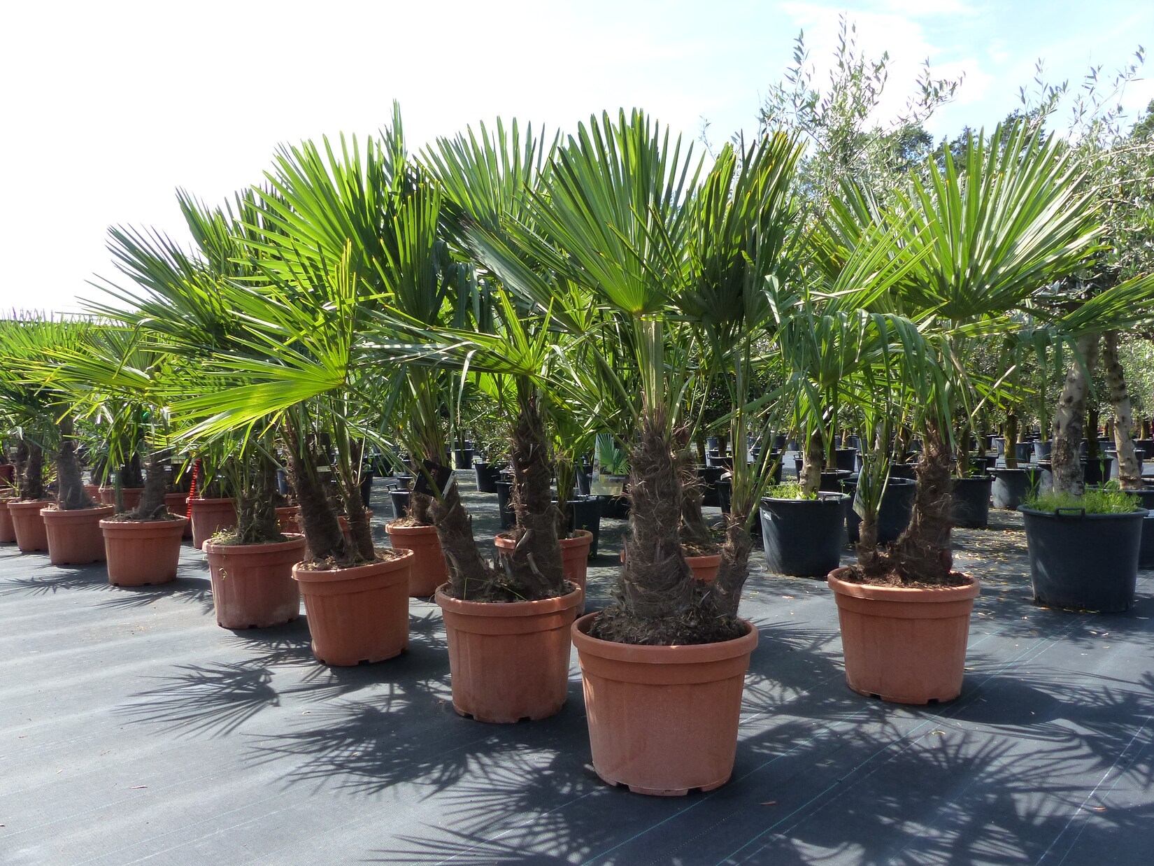 Palmengruppe Trachycarpus Fortunei Palme mehrstämmig, winterhart 220 cm
