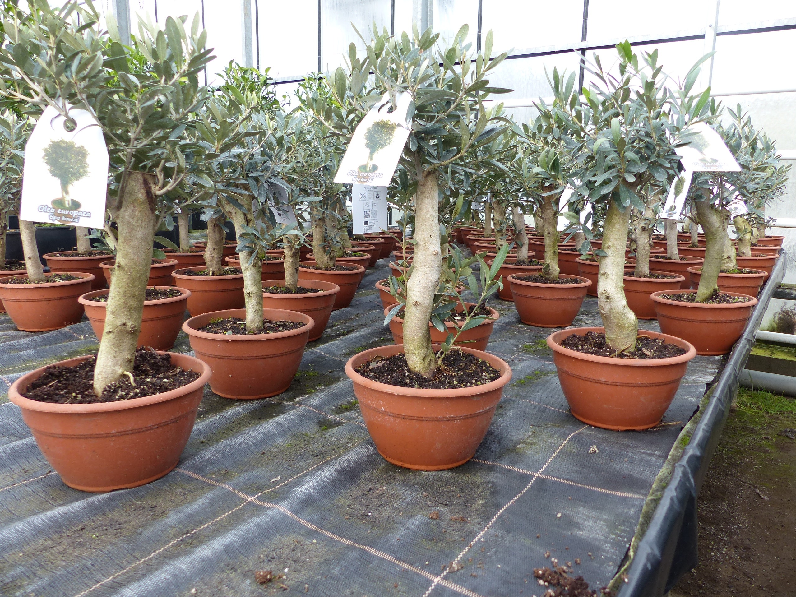 Olivenbaum Bonsai Formgeh&ouml;lz, Olive winterhart, Olea europaea 50 - 60 cm 