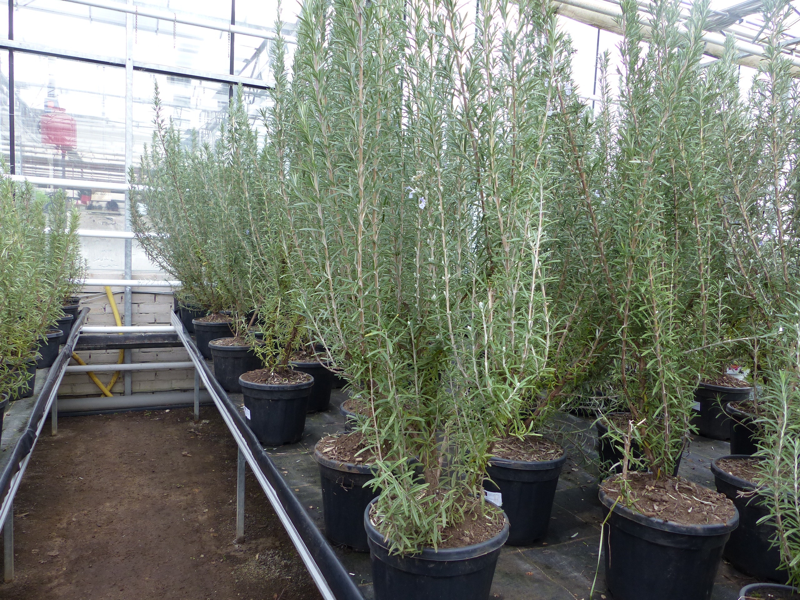 echter Rosmarin Officinalis 50-60cm H&ouml;he, XL Busch &Oslash; 20-30 cm, stehend, winterhart Kr&auml;uter 