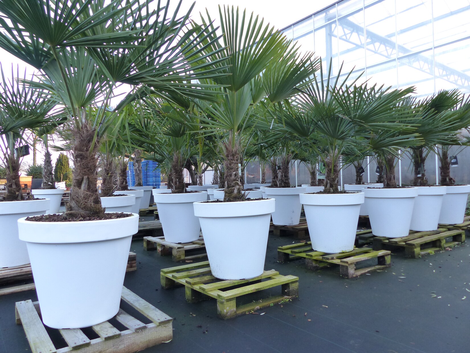 XXL Palme winterhart inkl. Pflanzkübel weiß, 180 - 220 cm Trachycarpus fortunei, Hanfpalme, Top-Qualität